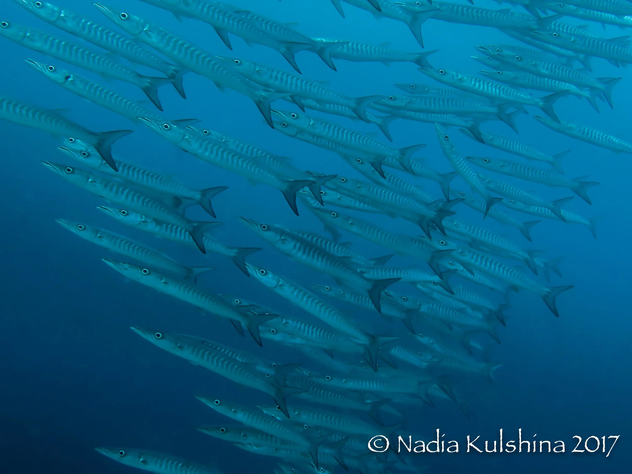 Barracuda Sphyraena sp.