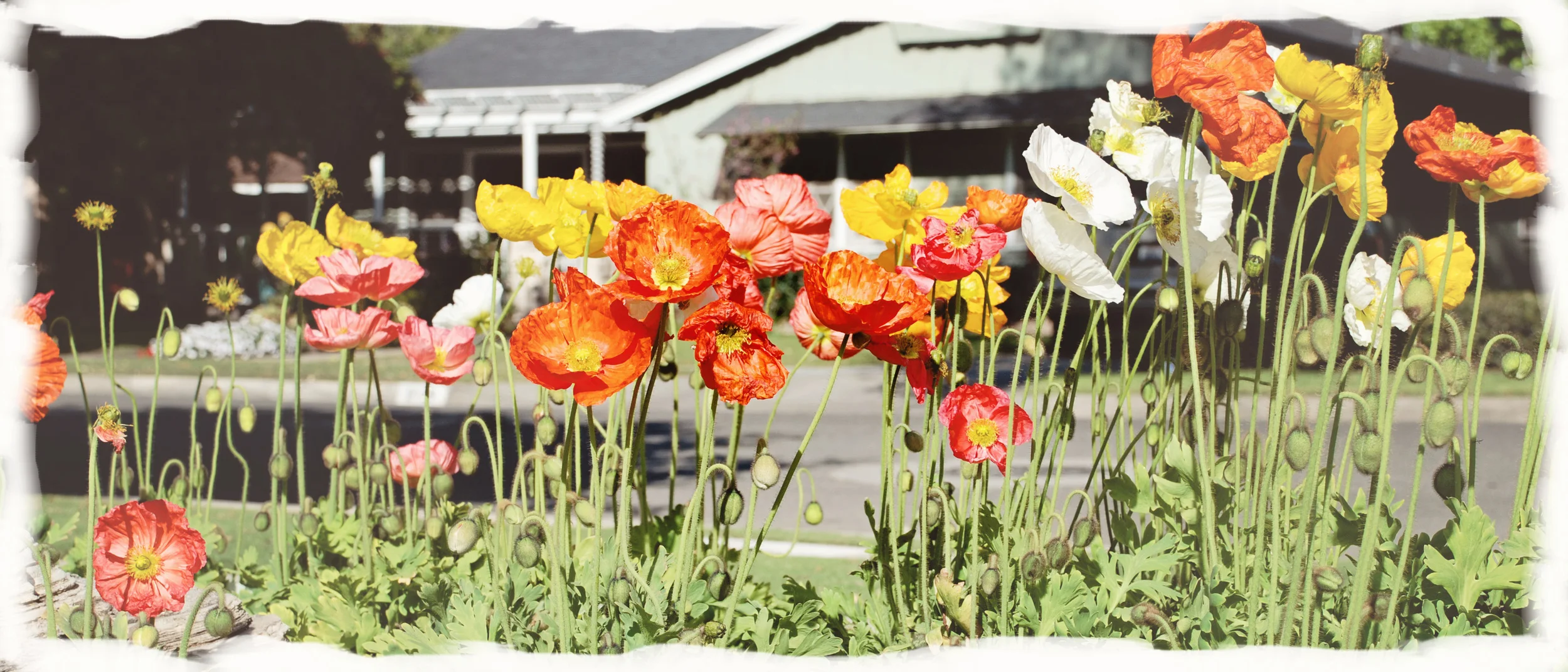 headerw:border-ethereal.jpg