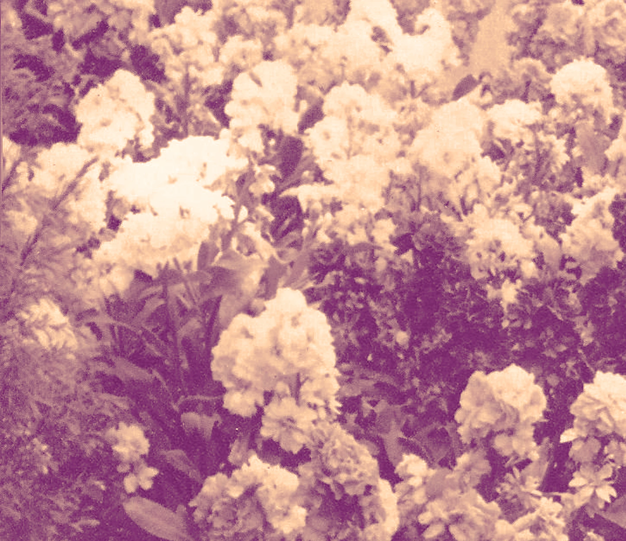 PINK-KNIT-FLORAL.jpg