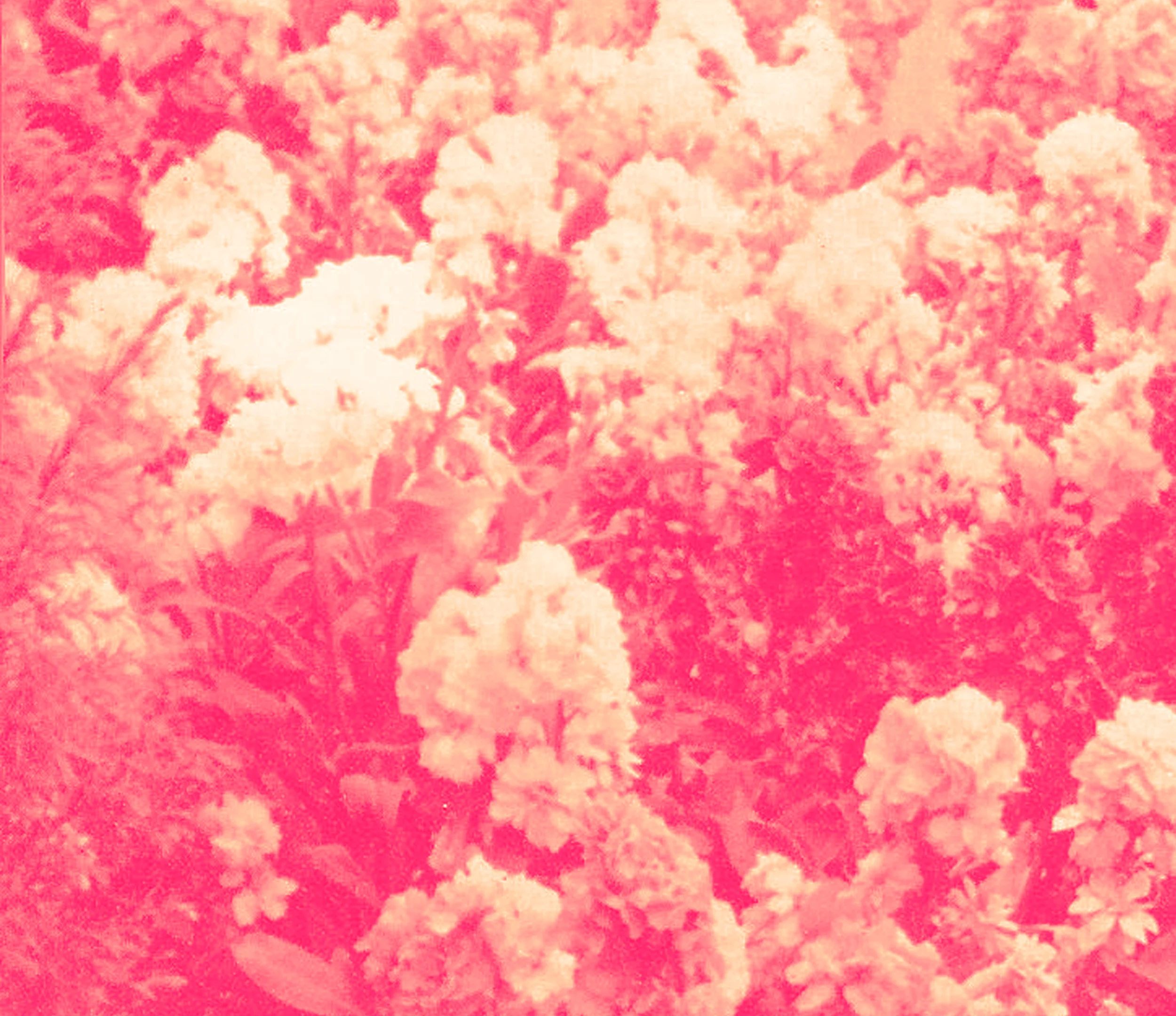 PINK-KNIT-FLORAL2.jpg