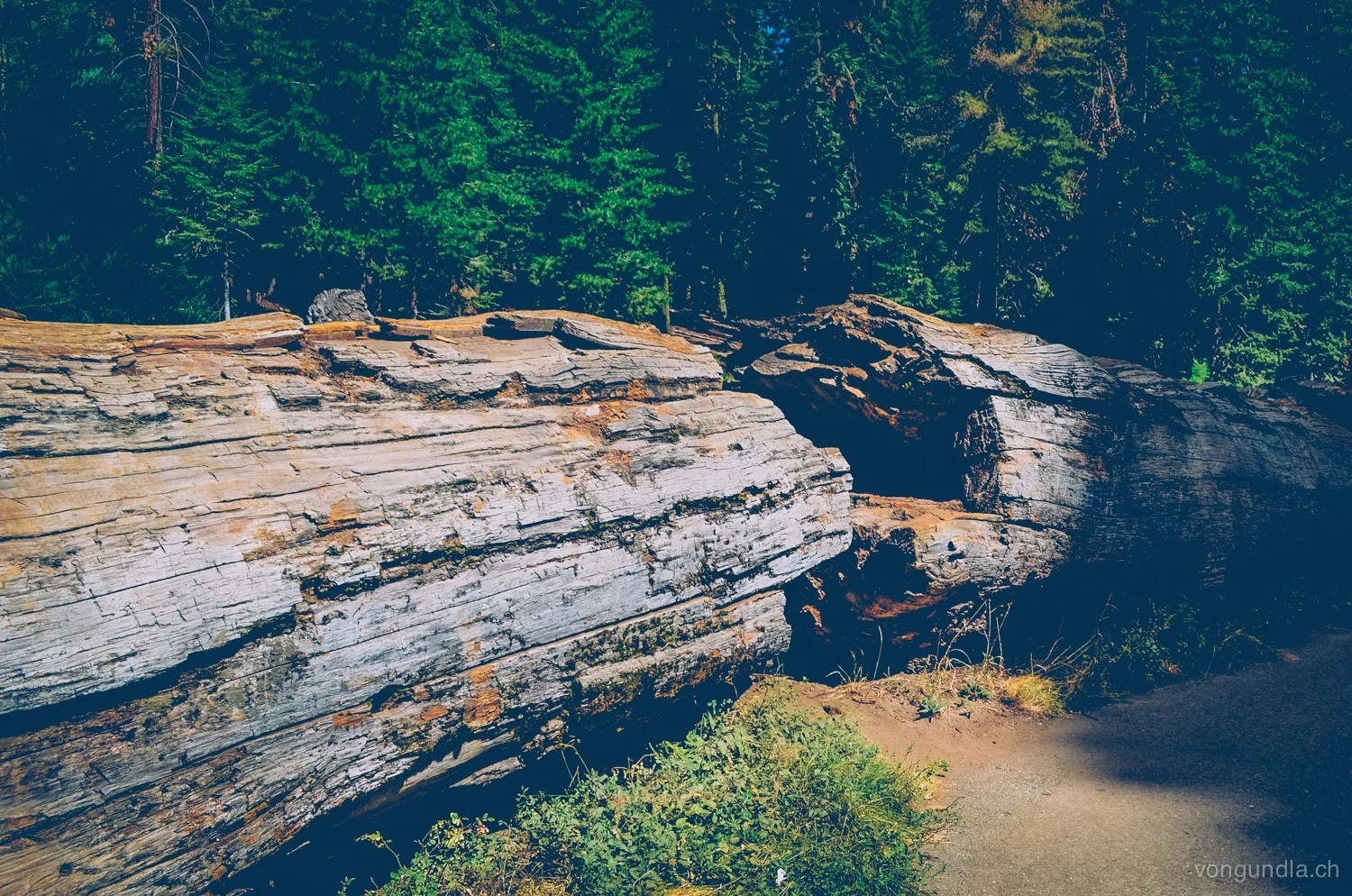 sequoia-7.jpg