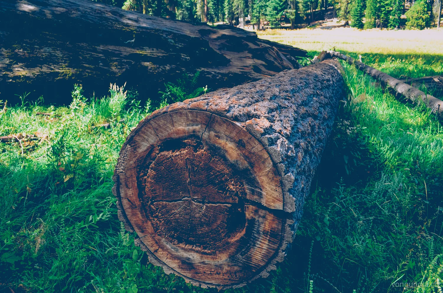 sequoia-16.jpg