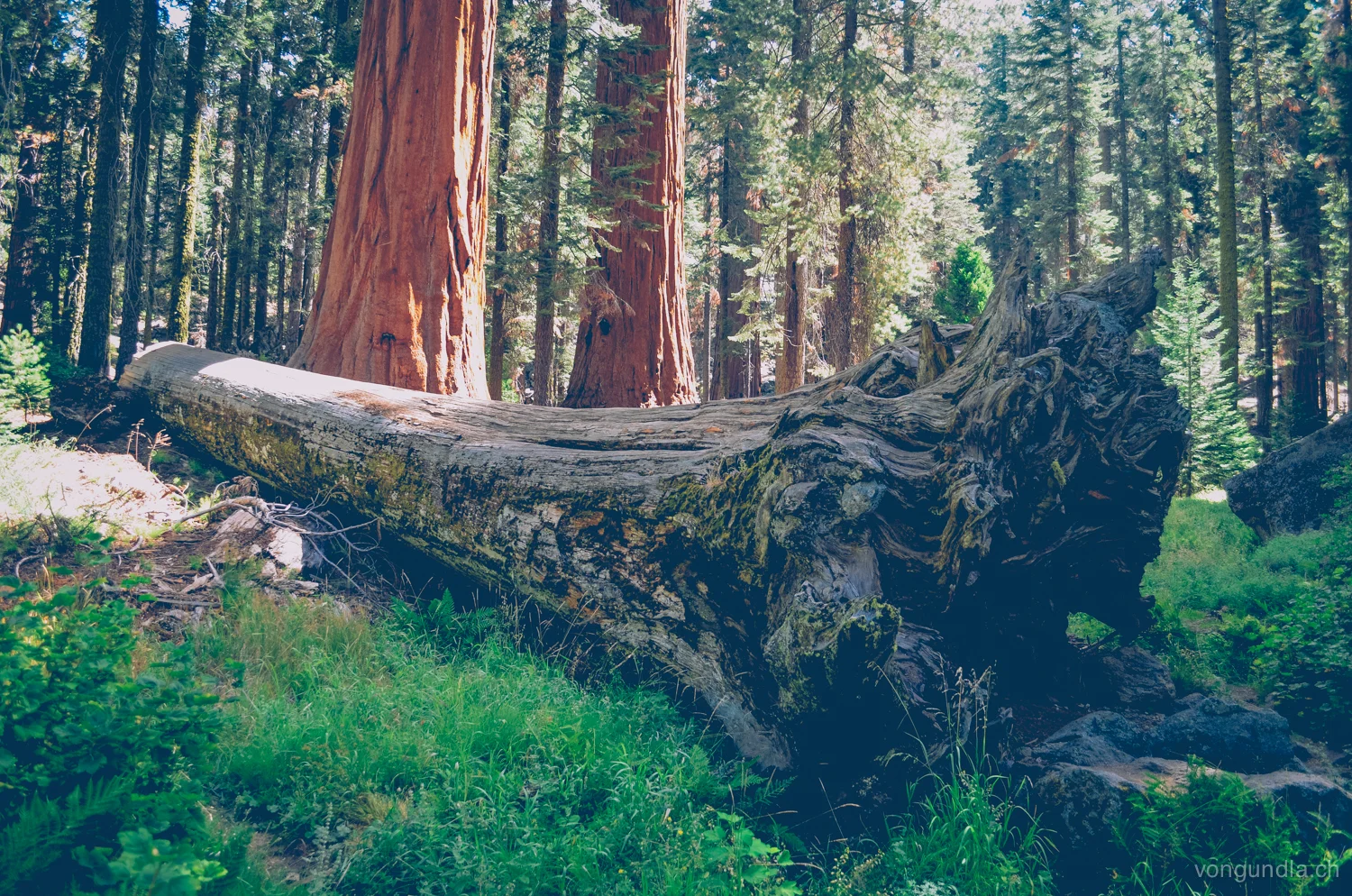 sequoia-17.jpg