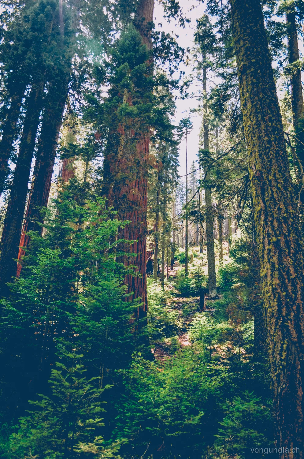 sequoia-22.jpg