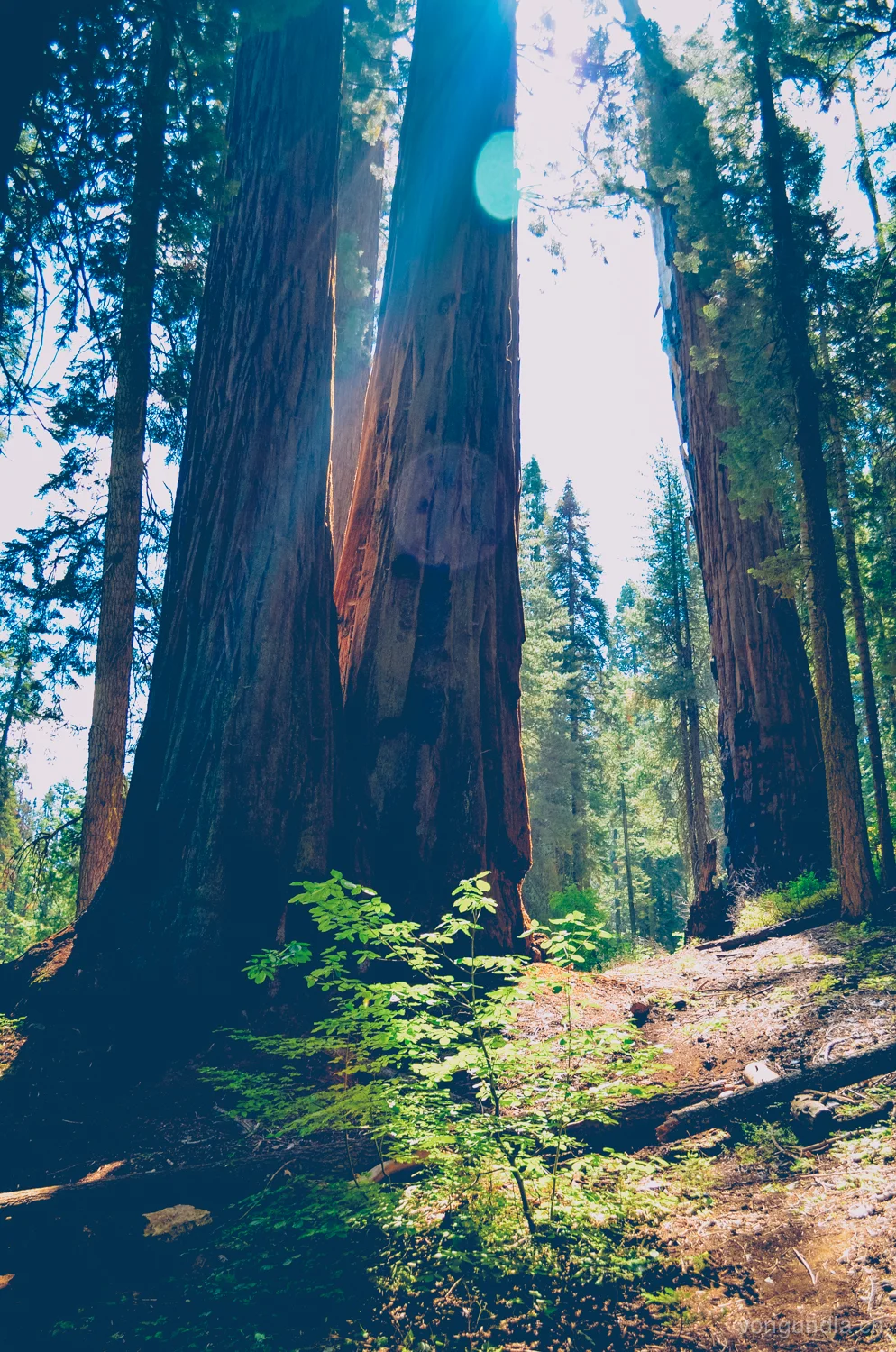 sequoia-23.jpg
