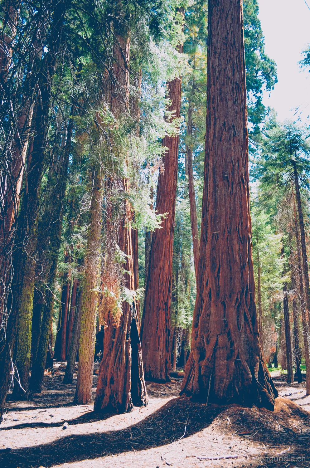 sequoia-24.jpg