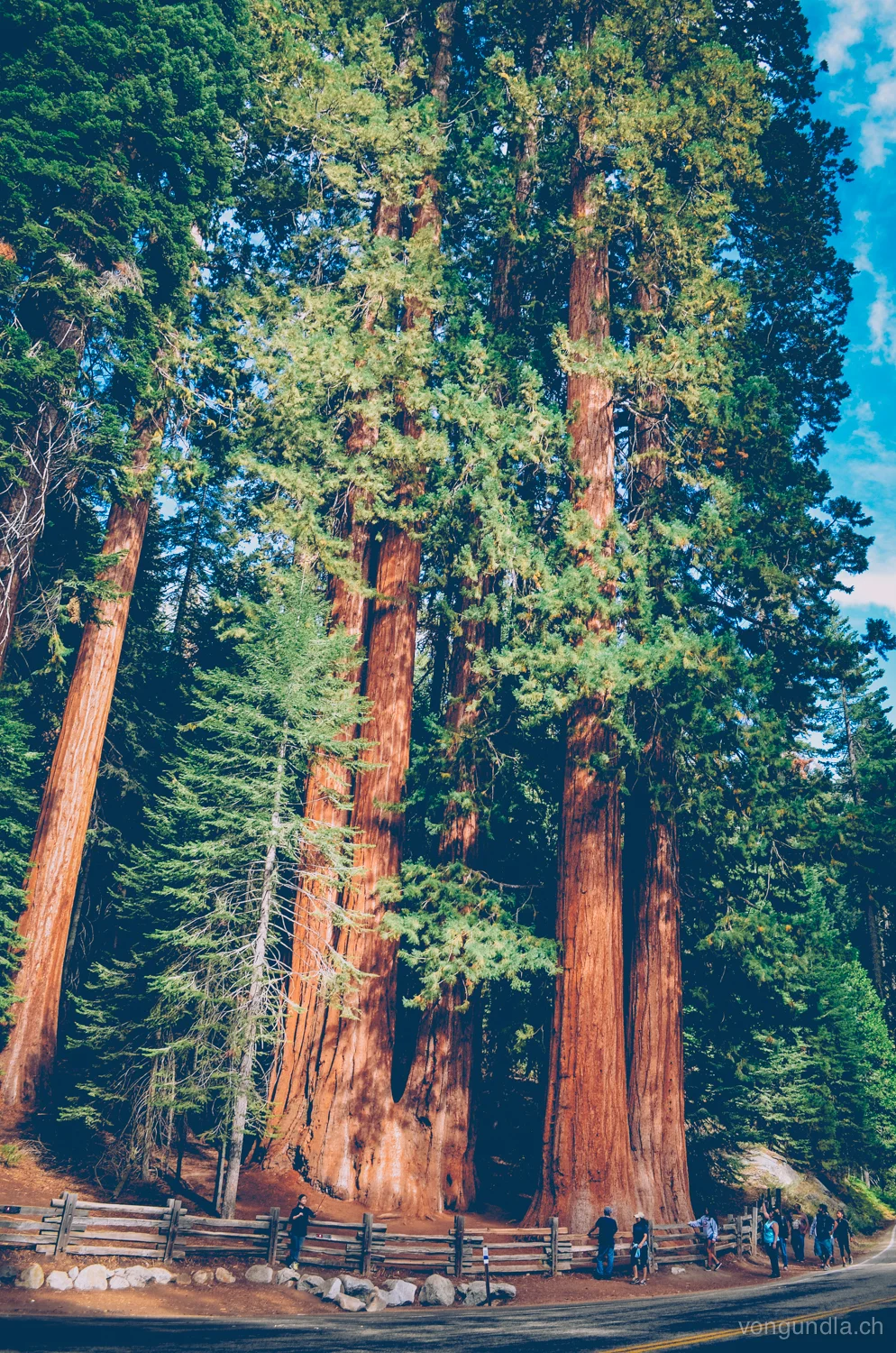 sequoia-26.jpg