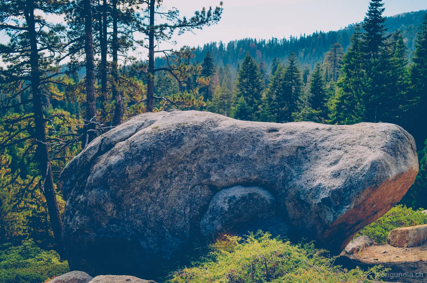 sequoia-27.jpg