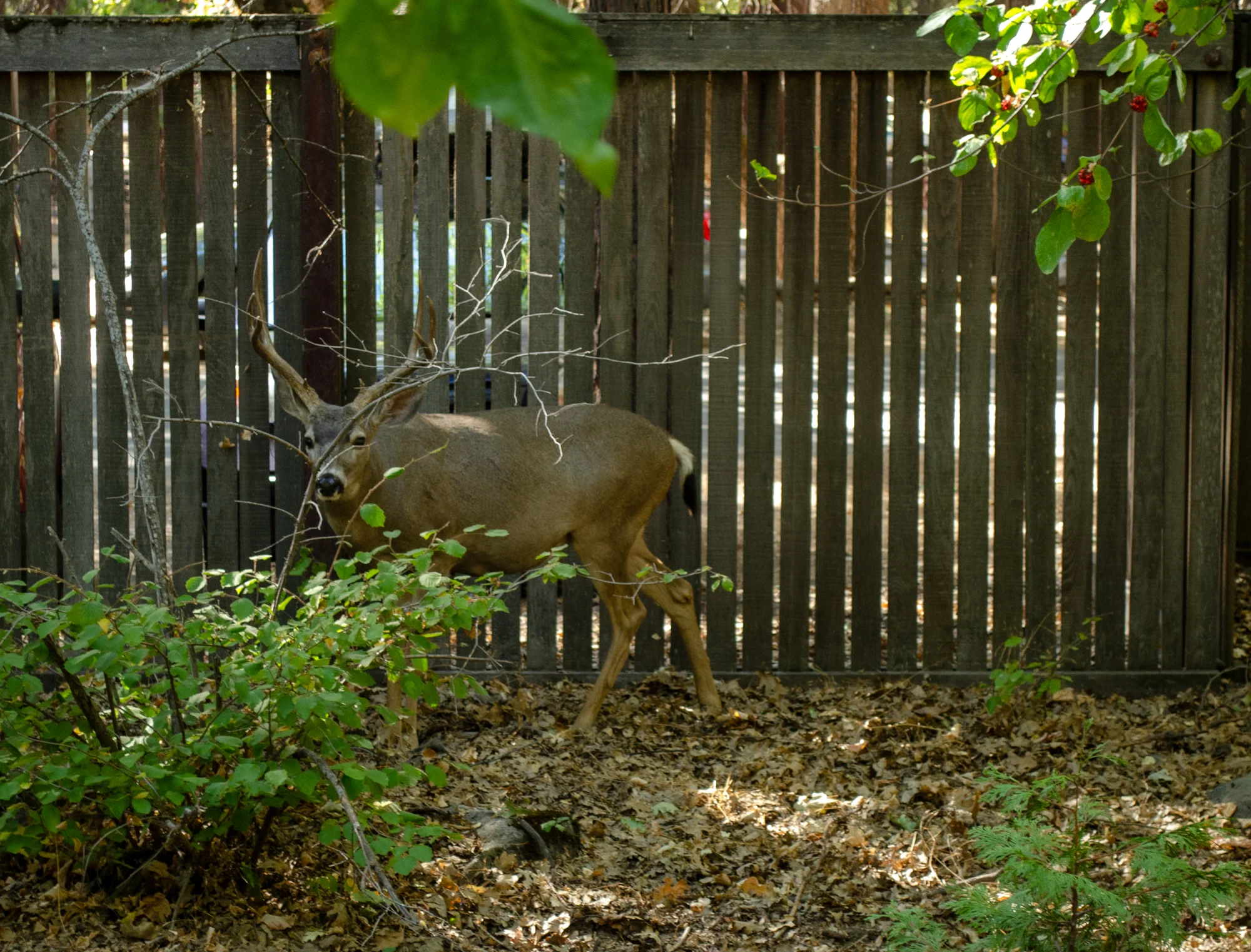 DSC_4314.jpg