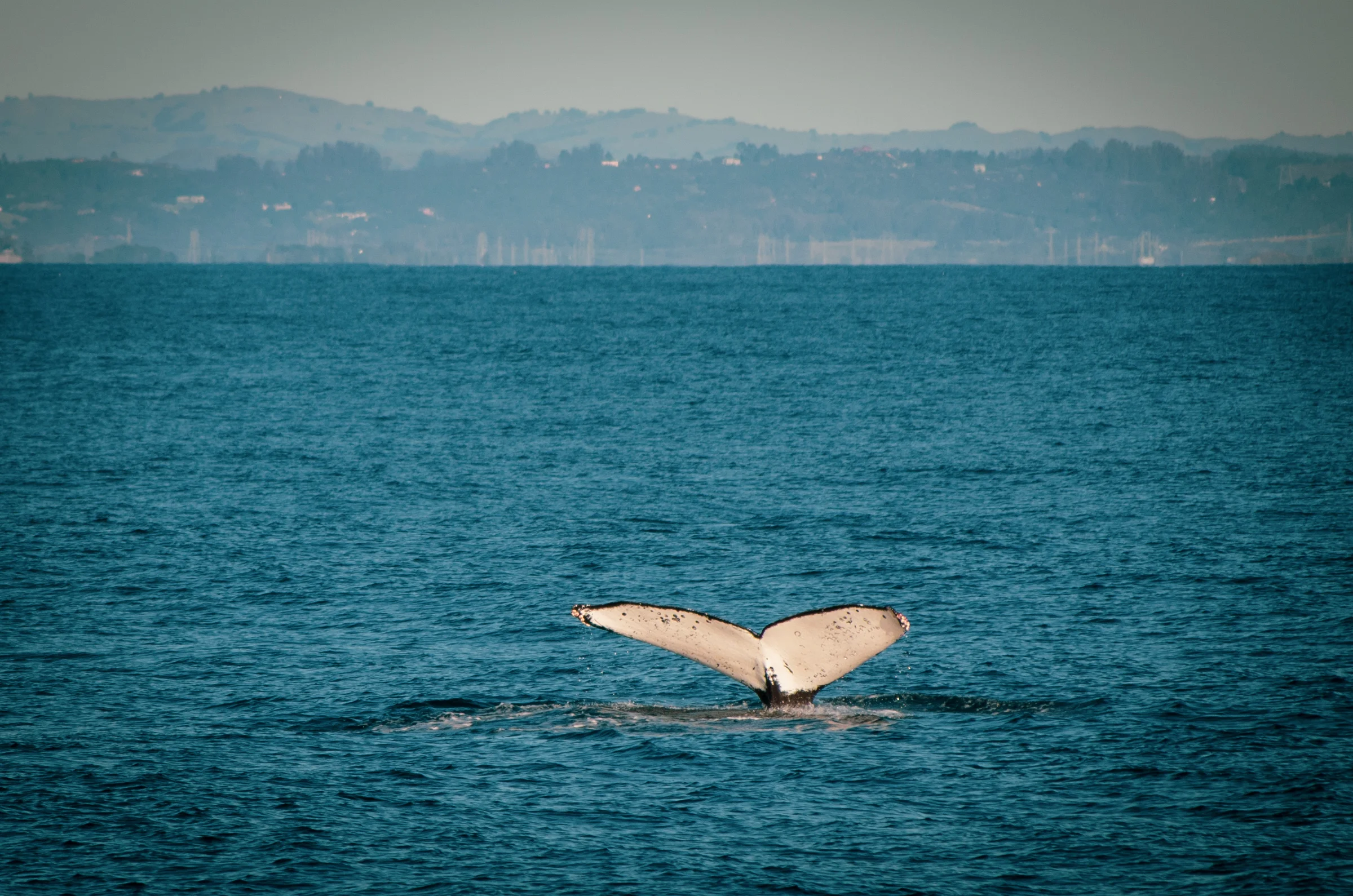DSC_4605.jpg