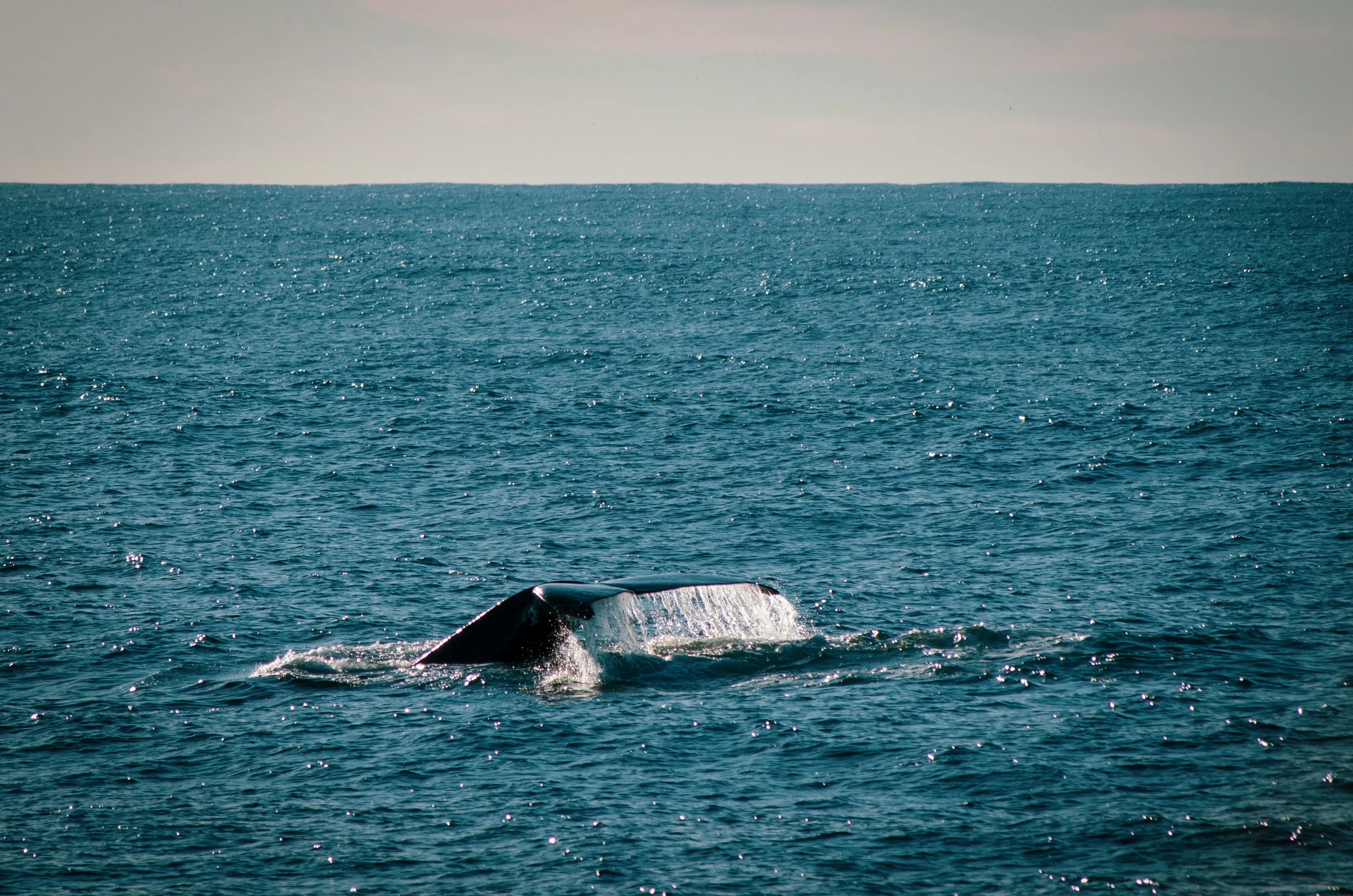 DSC_4748.jpg