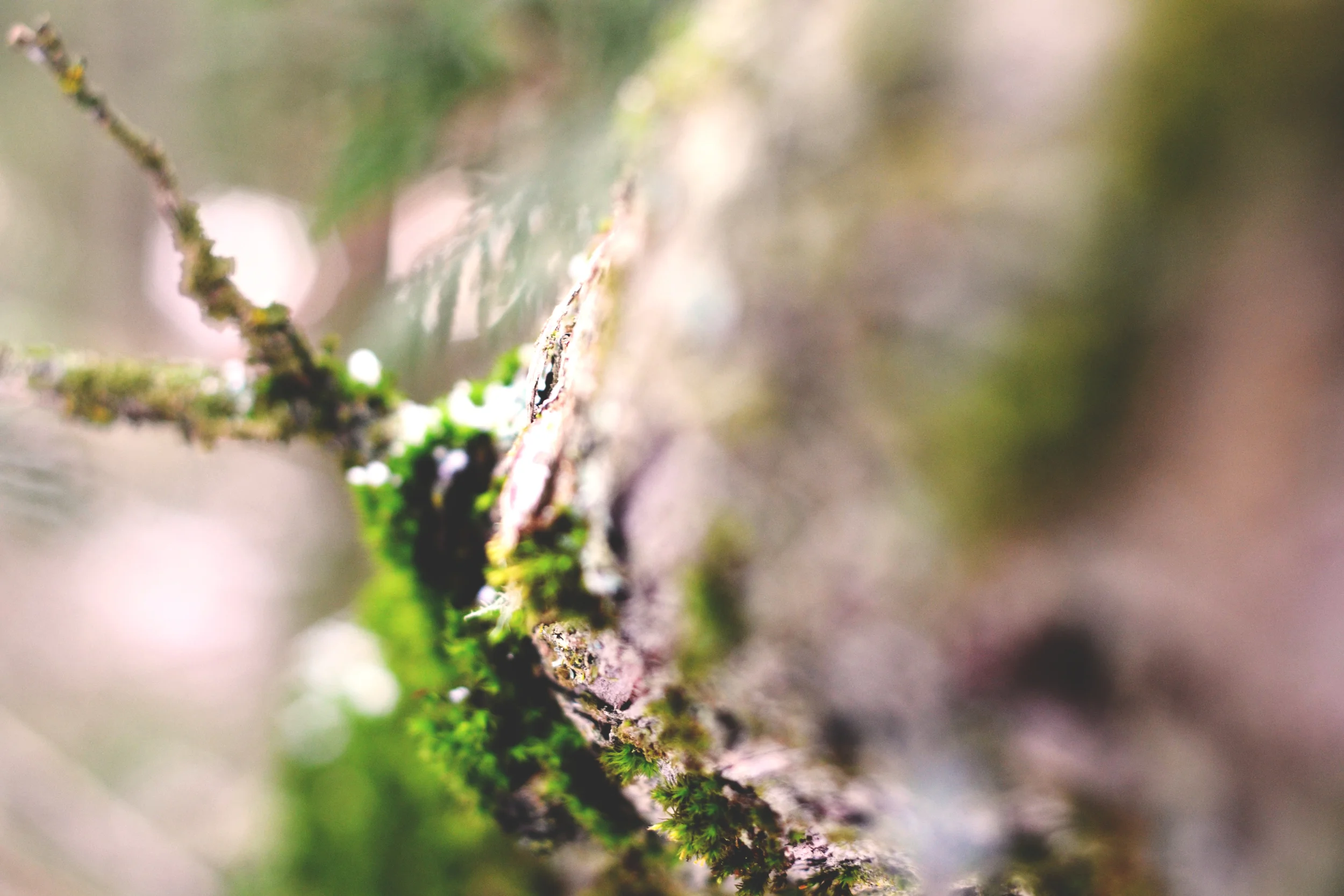 Focus | Moscow Mountain, Moscow, IDAHO | All Rights Reserved Heather Woolery 2016