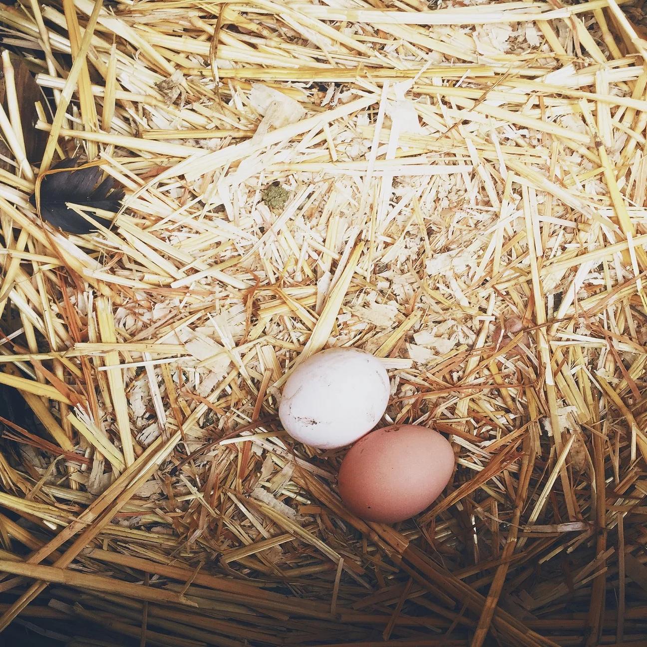Eggies in a basket | March 2016 | All Rights Reserved: Heather Woolery 2016