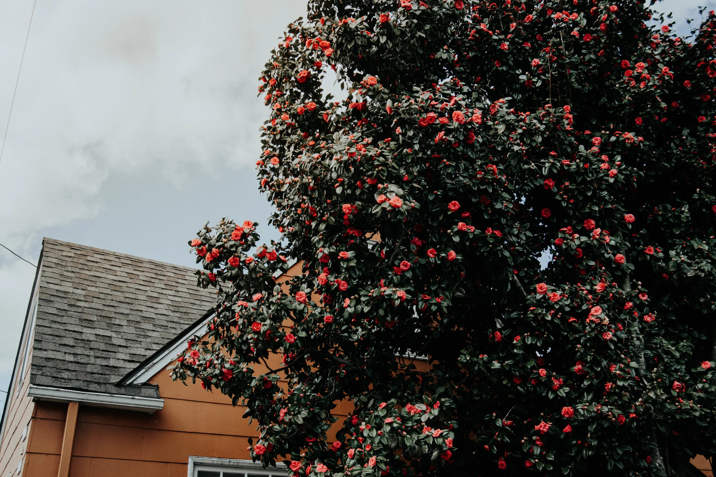 Hawthorn Blvd | March 2017 | Heather Woolery