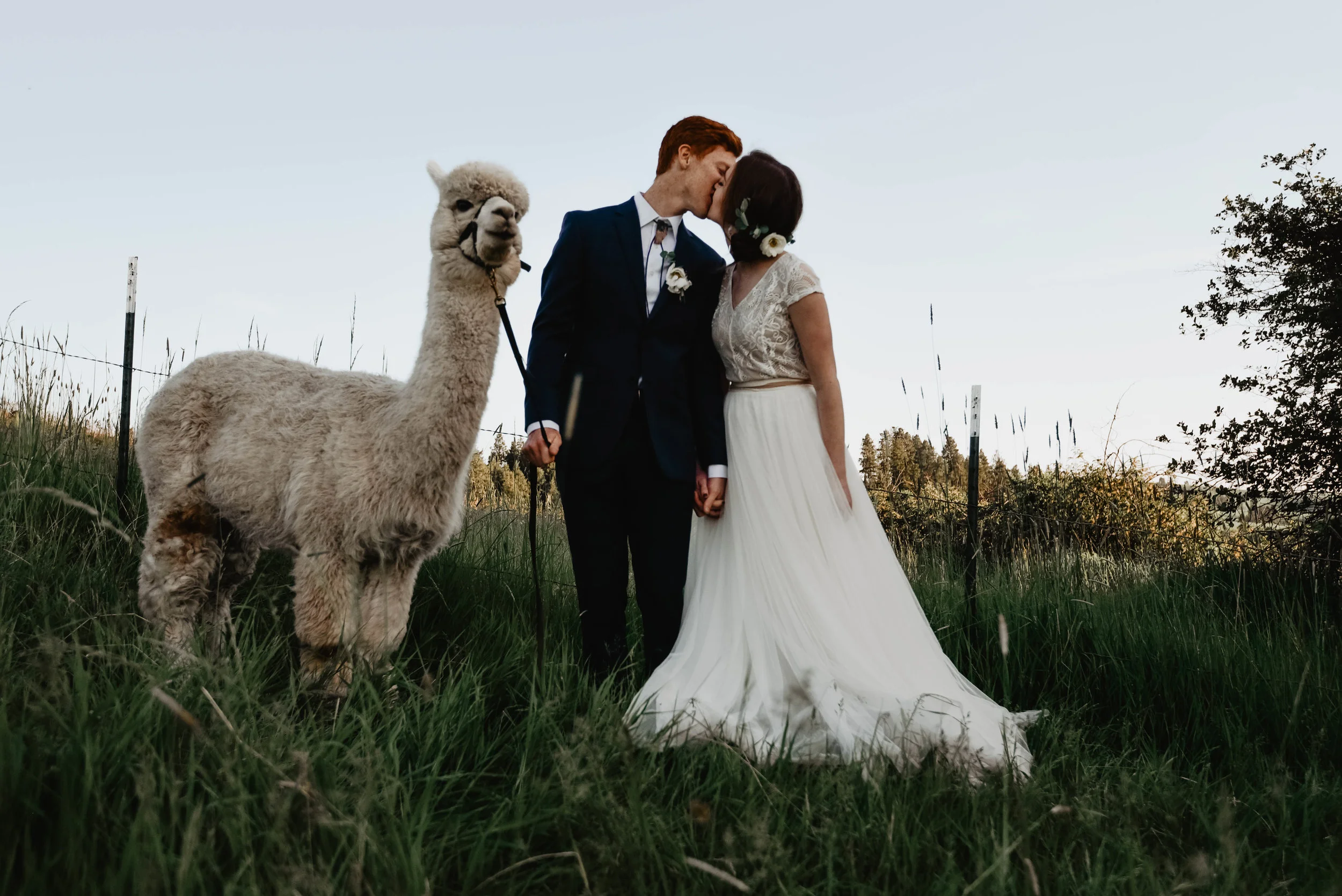Alpaca_alpacabridals-22.jpg