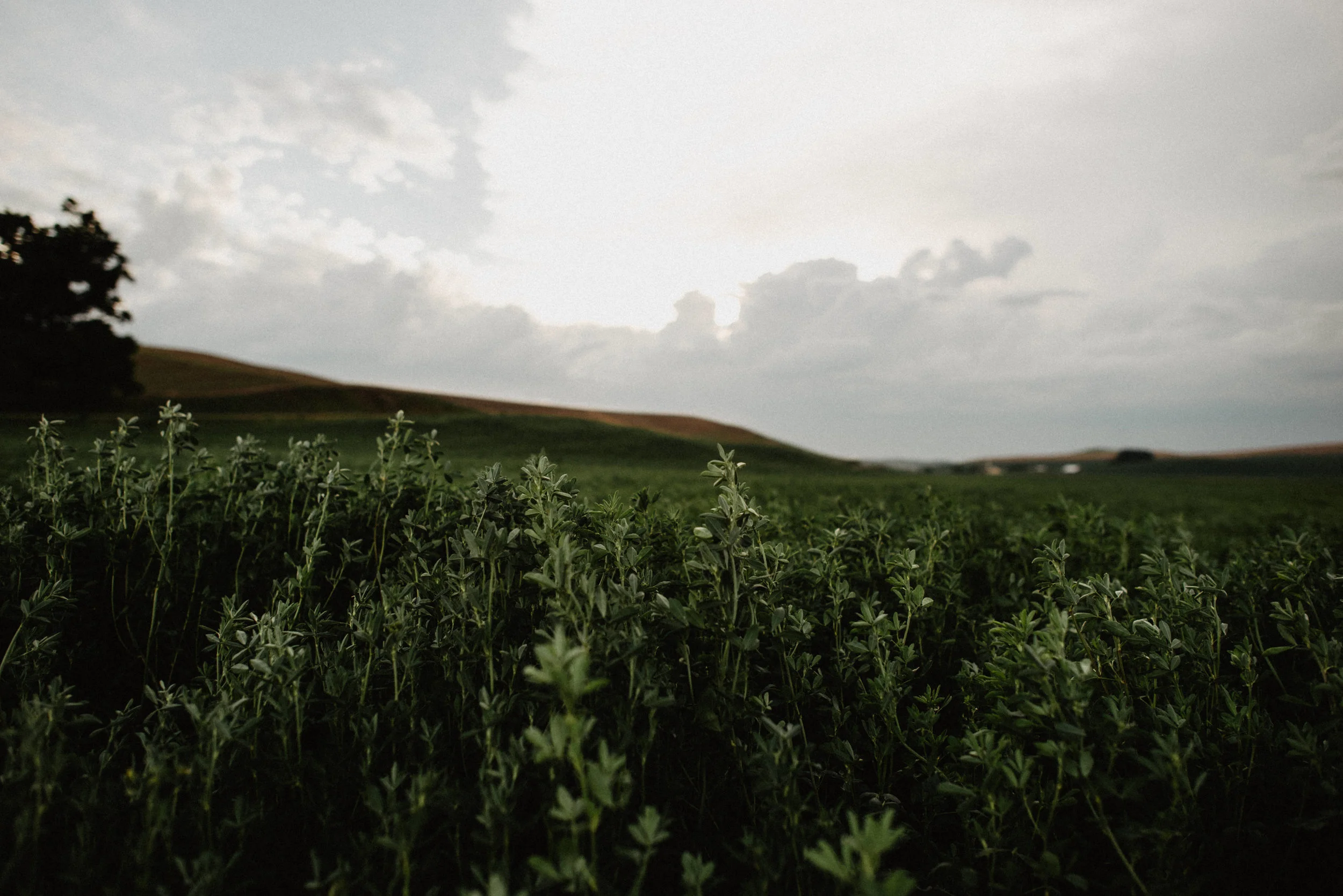TuscanyPalouse-Details-1.jpg