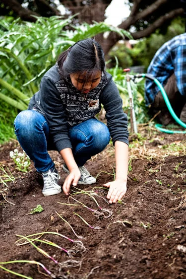 escottedibleschoolyardgarden-16(2).jpg