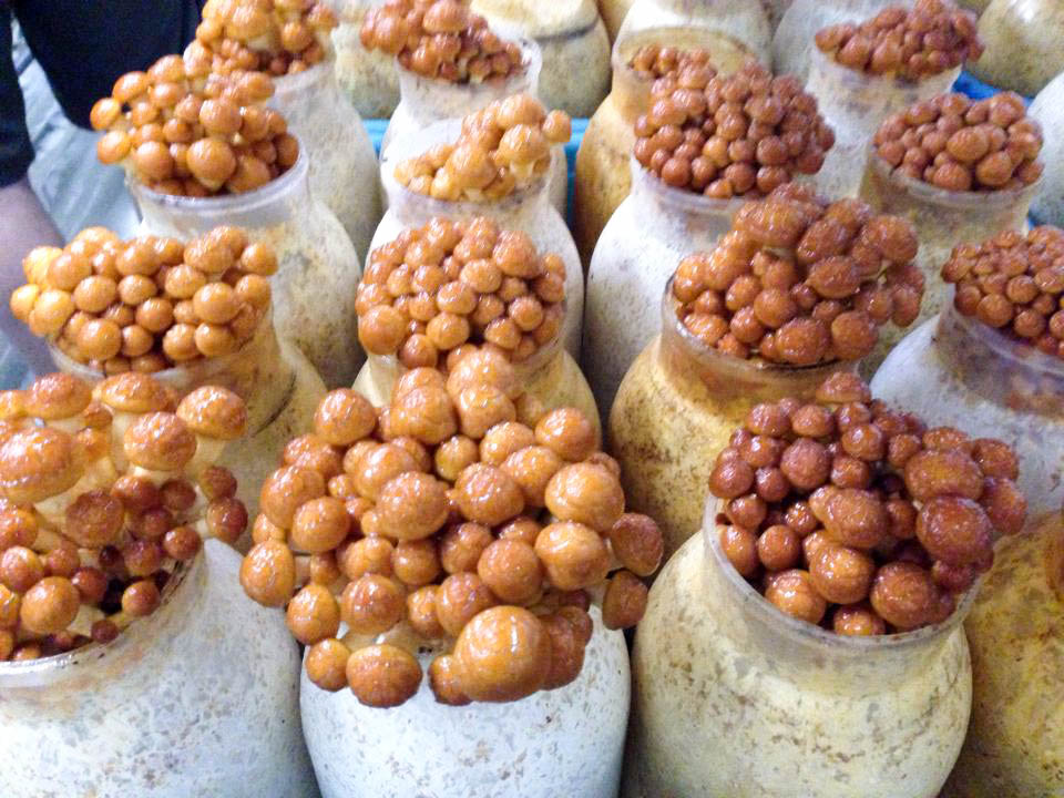 FoodInno (lightened) (2 of 7).jpg