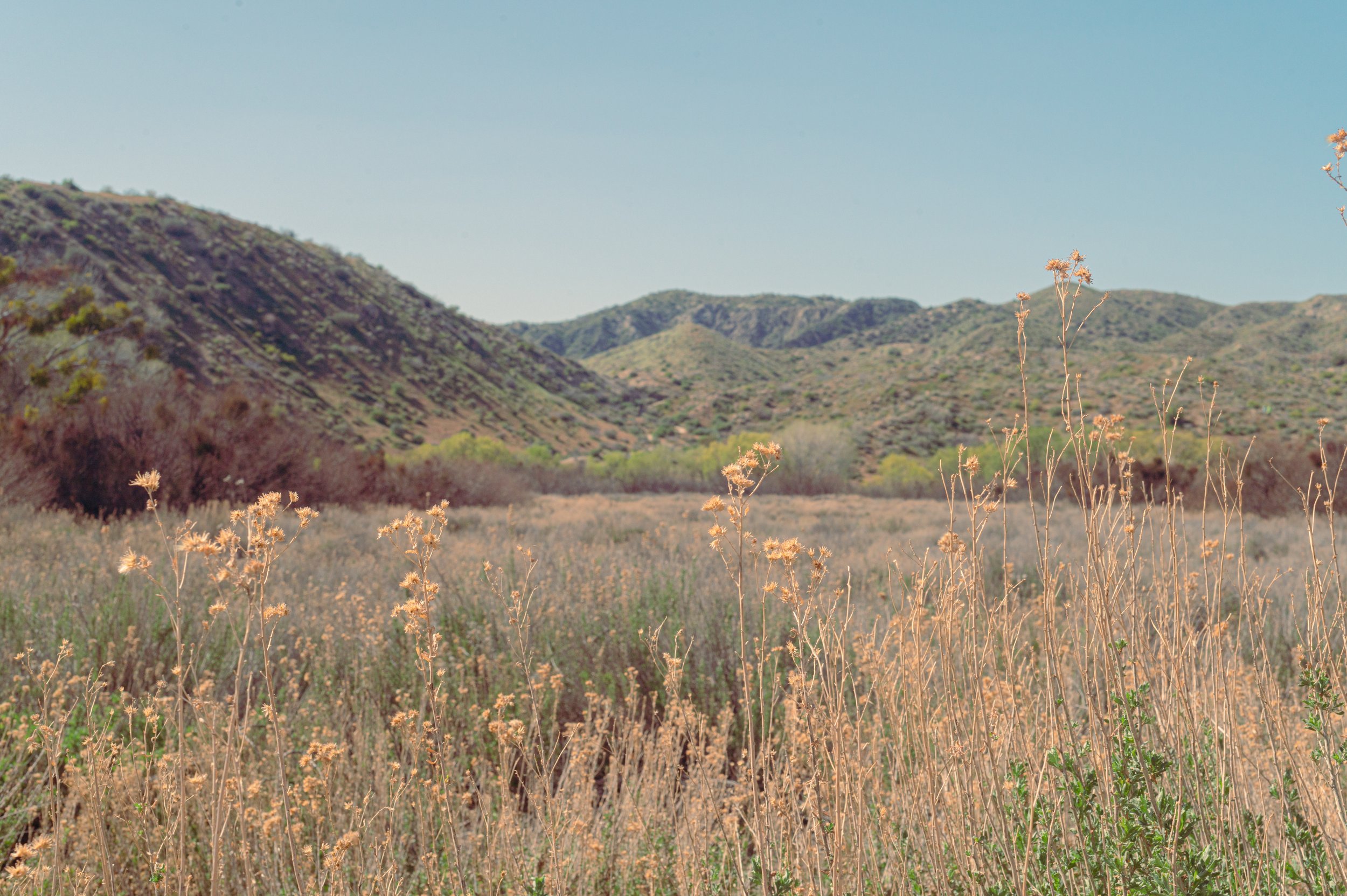 20230324_Joshua_Tree_7.jpg