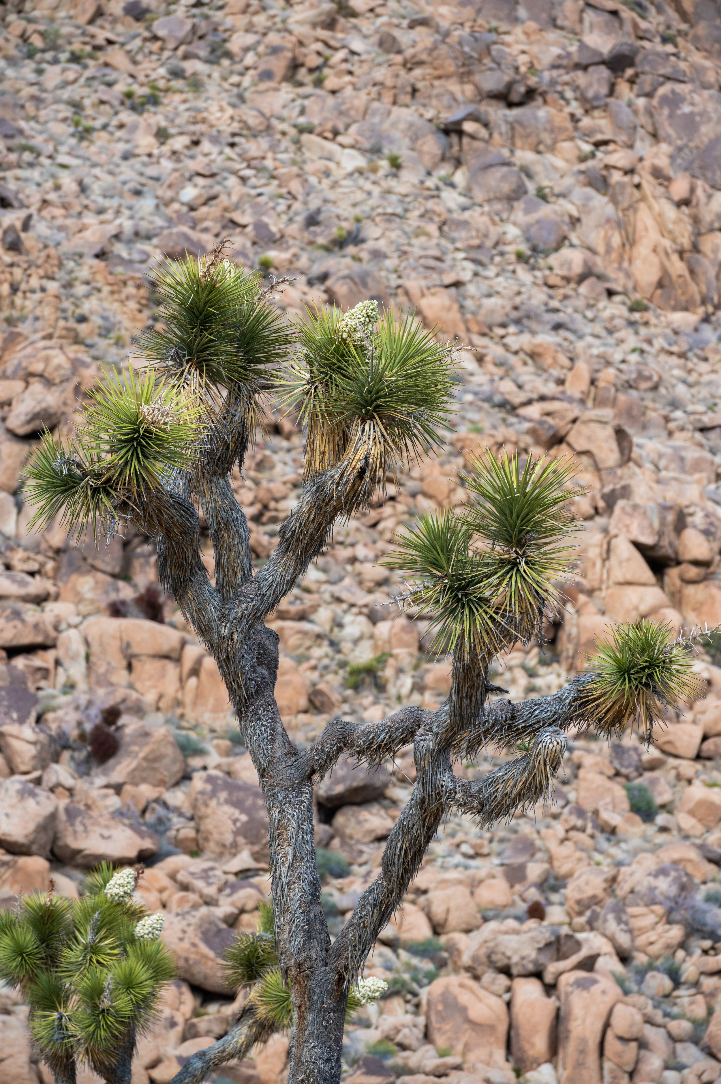 20230325_Joshua_Tree_89.jpg