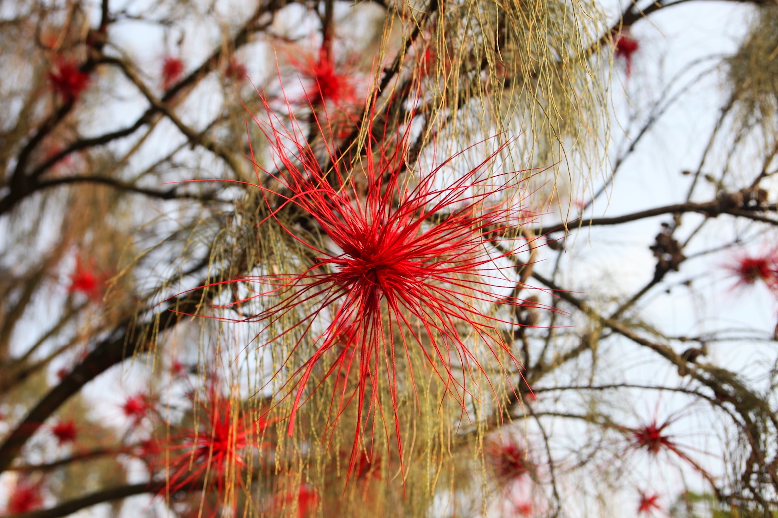  Land Art Exhibition  "From Nature"  