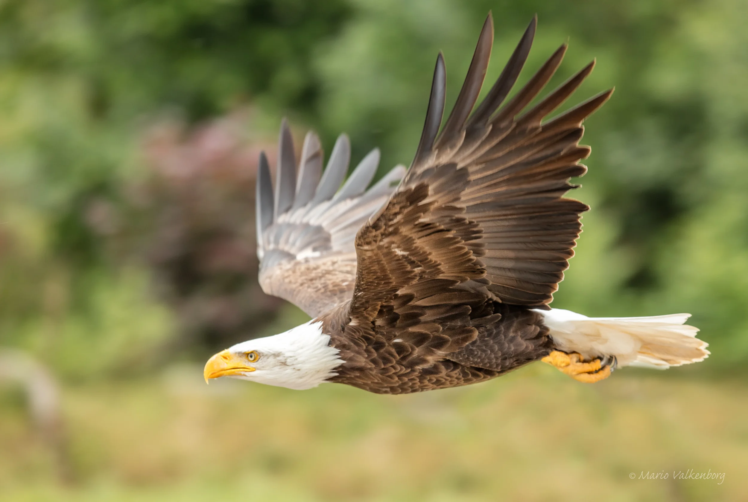 01/25 - American Bald Eagle