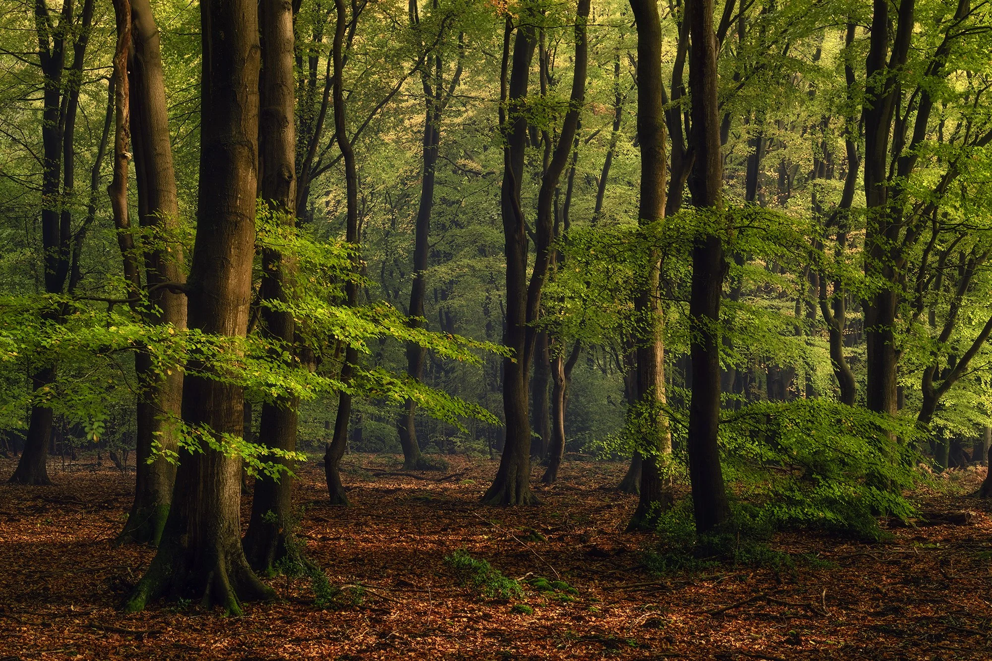 SPEULDERBOS-klein-12.jpg