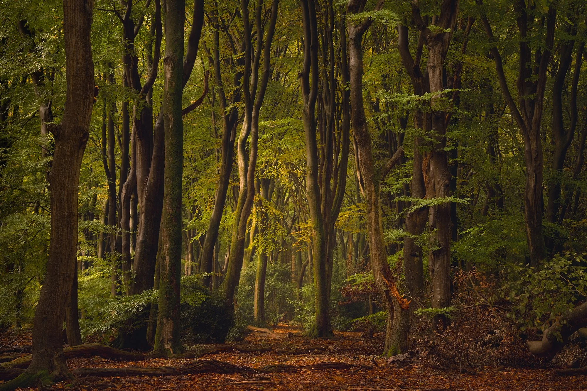 SPEULDERBOS-klein-16.jpg