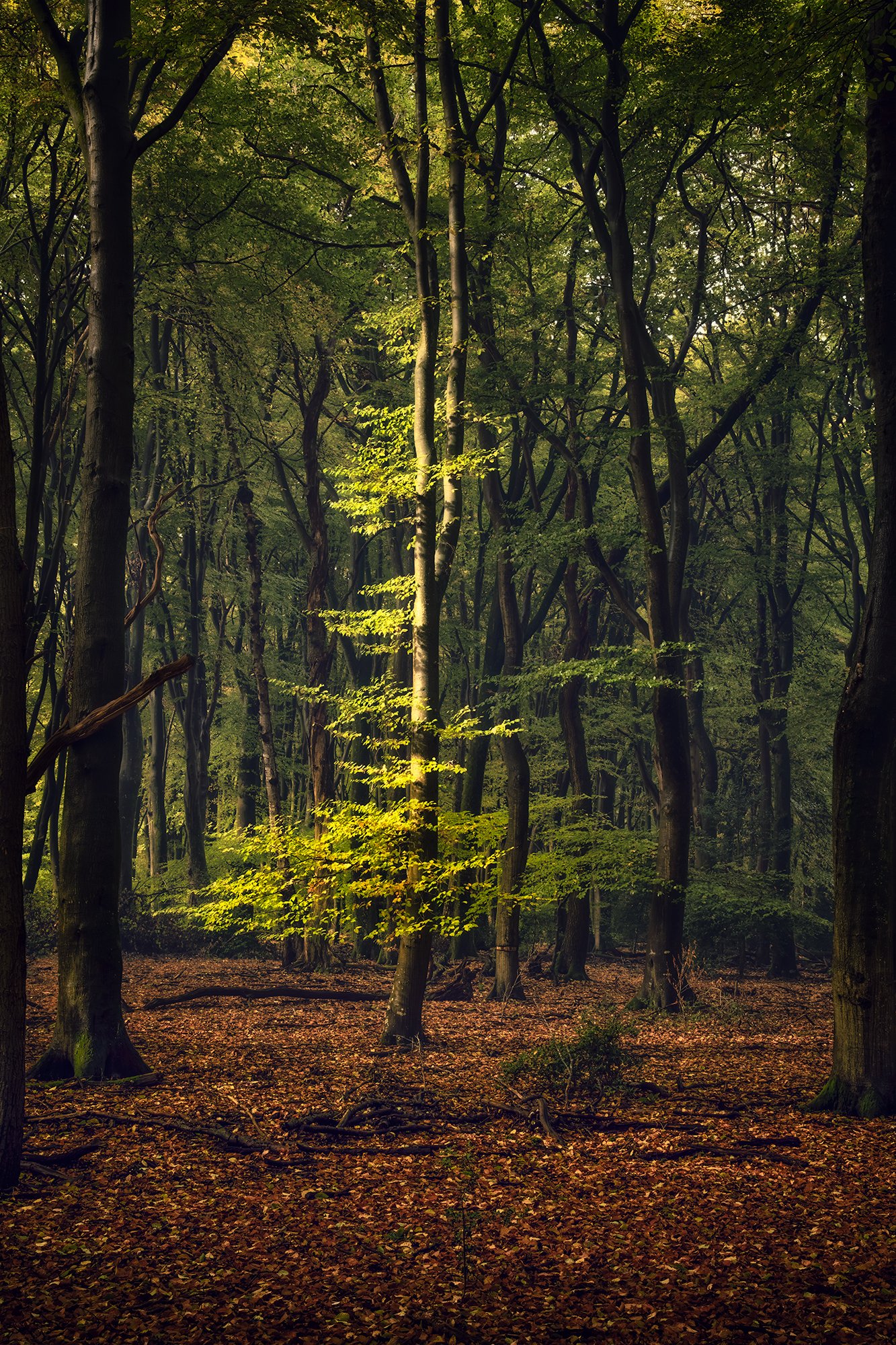 SPEULDERBOS-klein-15.jpg