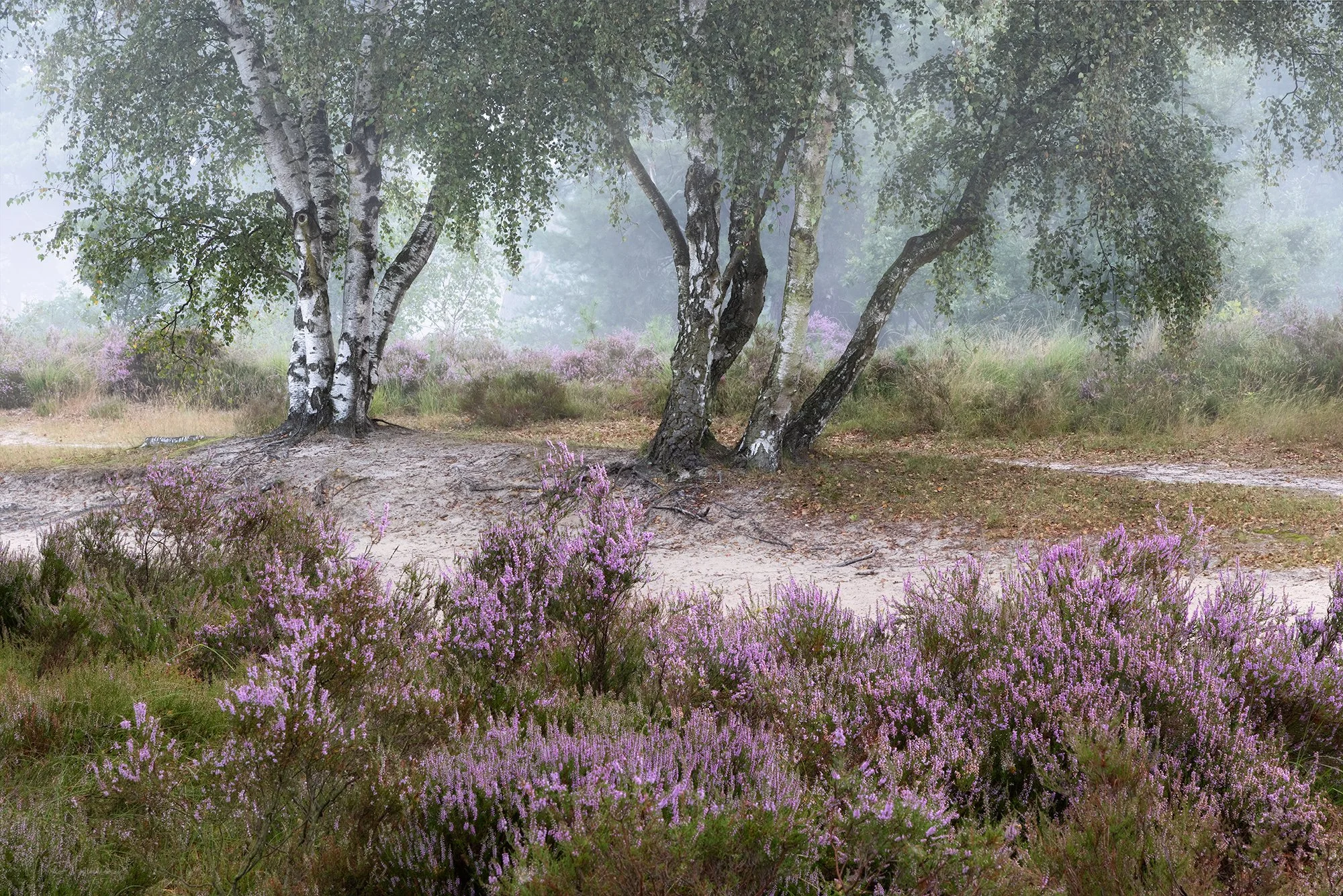 Heide-aug-klein-5.JPG