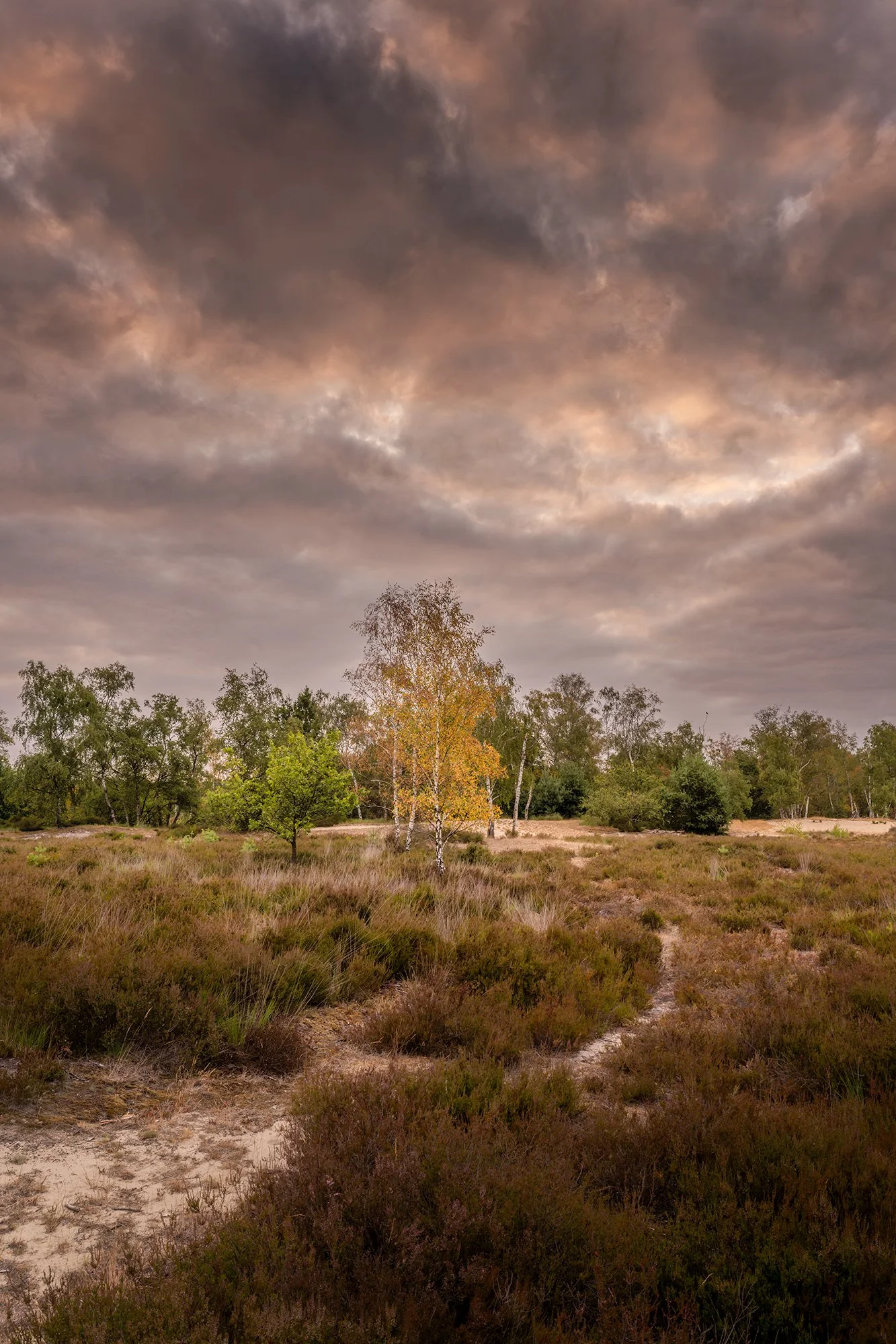 Heide-klein-05.jpg