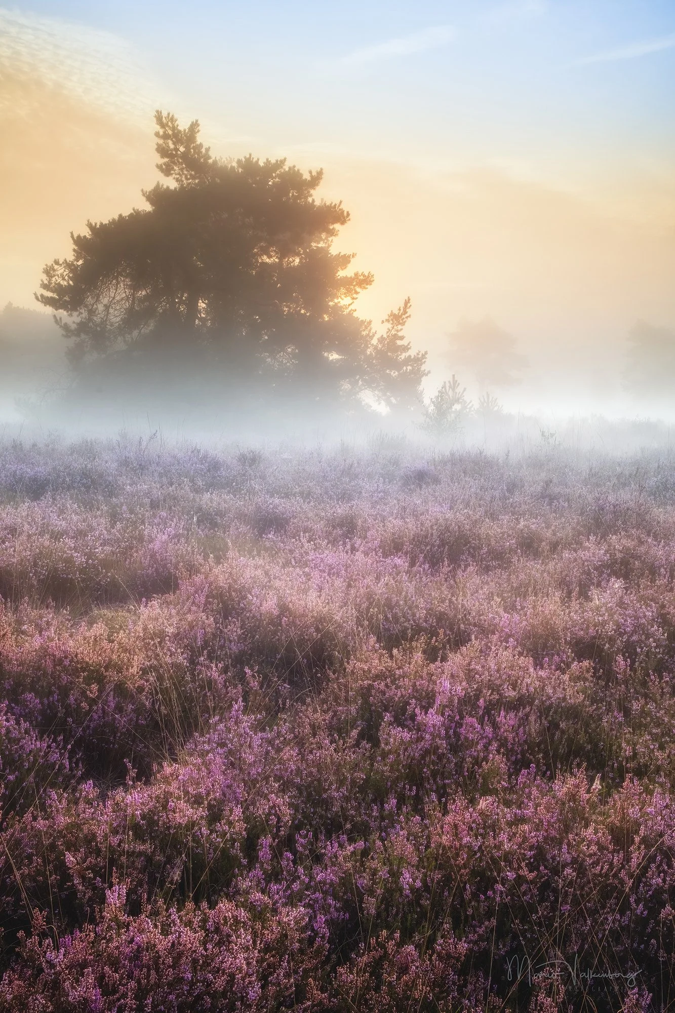 Heide-mist-klein-001.JPG