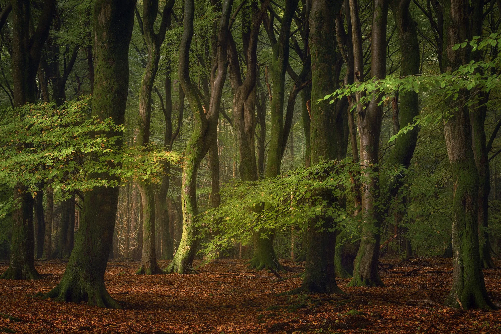 SPEULDERBOS-klein-17.jpg