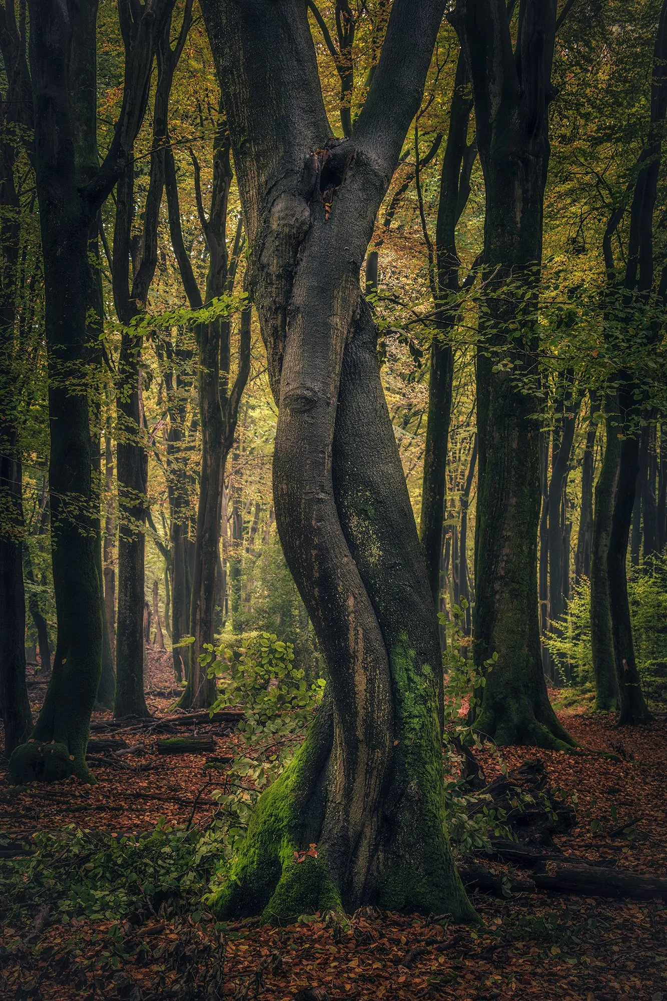 SPEULDERBOS-klein-19.jpg