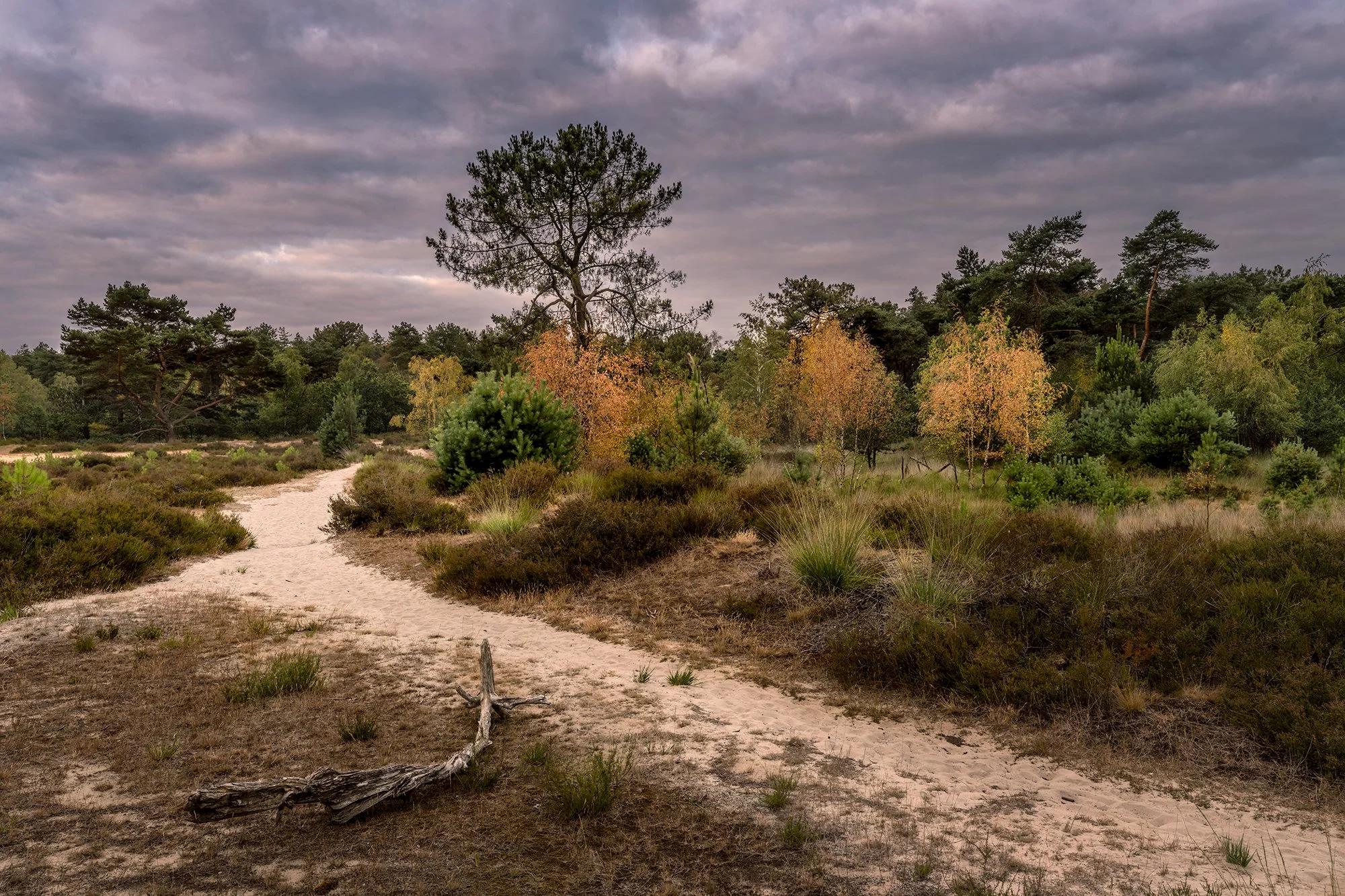 Heide-klein-09.jpg