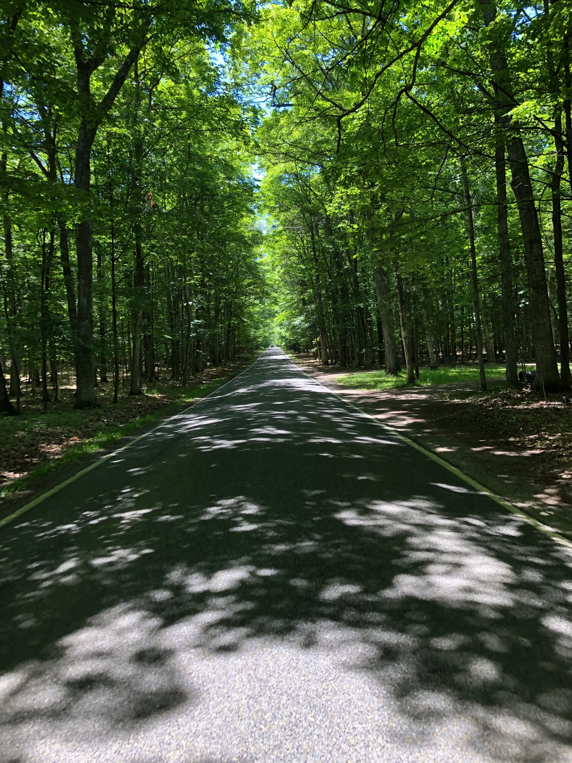 Tunnel of Trees