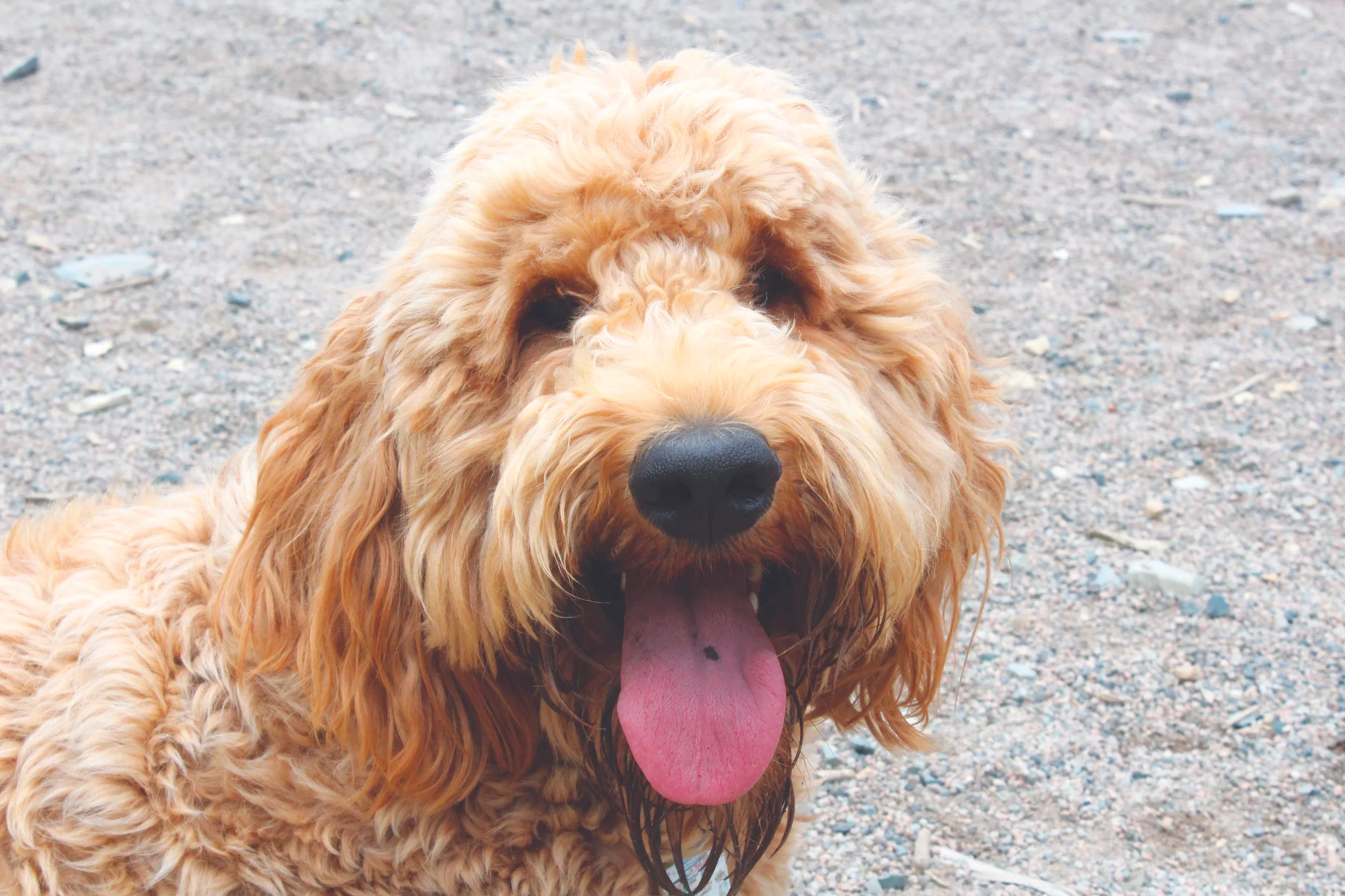 Marlow, who enjoys Mount Pearl’s Dog Park, doesn’t seem to be worried about the City’s animal amendments. Mark Squibb Photo