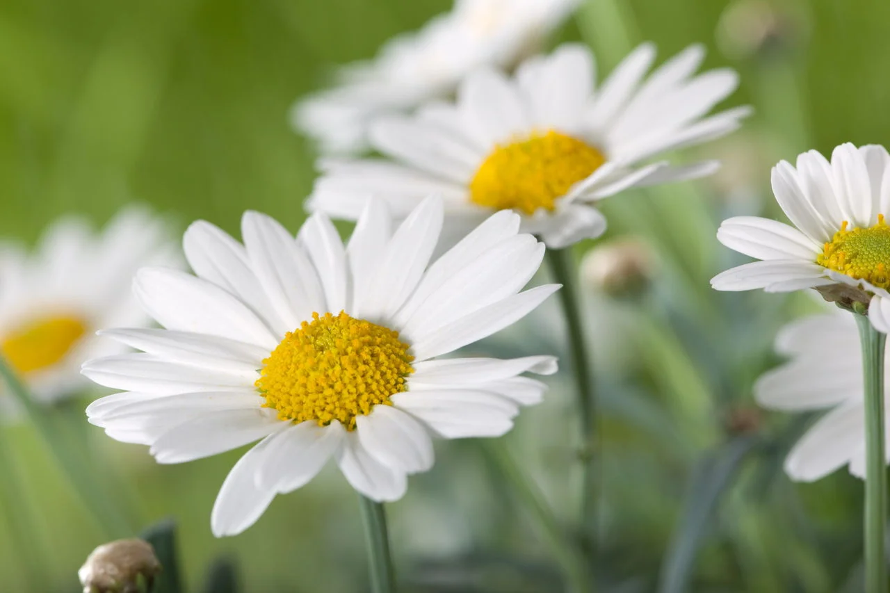 Midsommar 2019