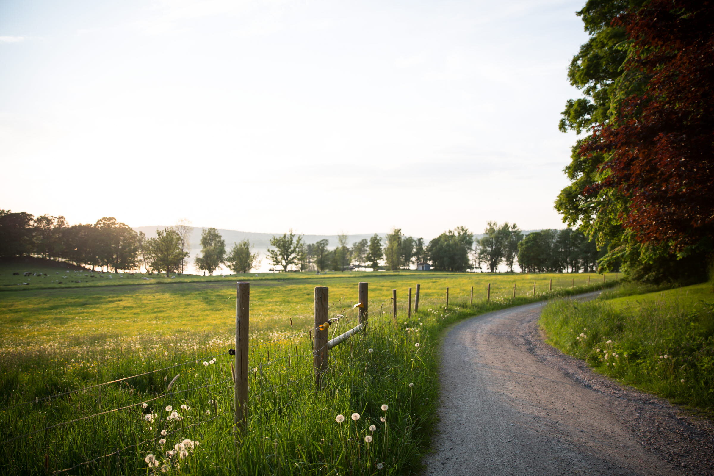 Dalsland- Photo Cred Nadja Odenhage (3).jpg