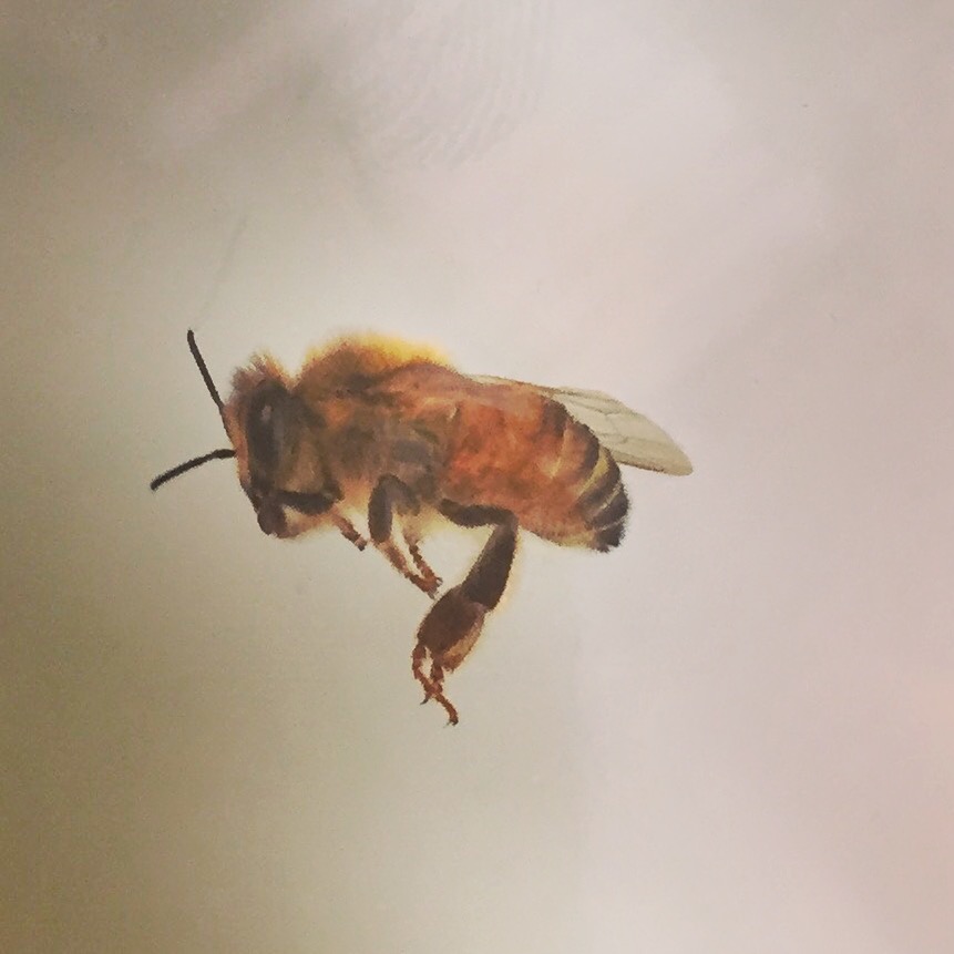 2016-02-05 13.18.00-2.jpg