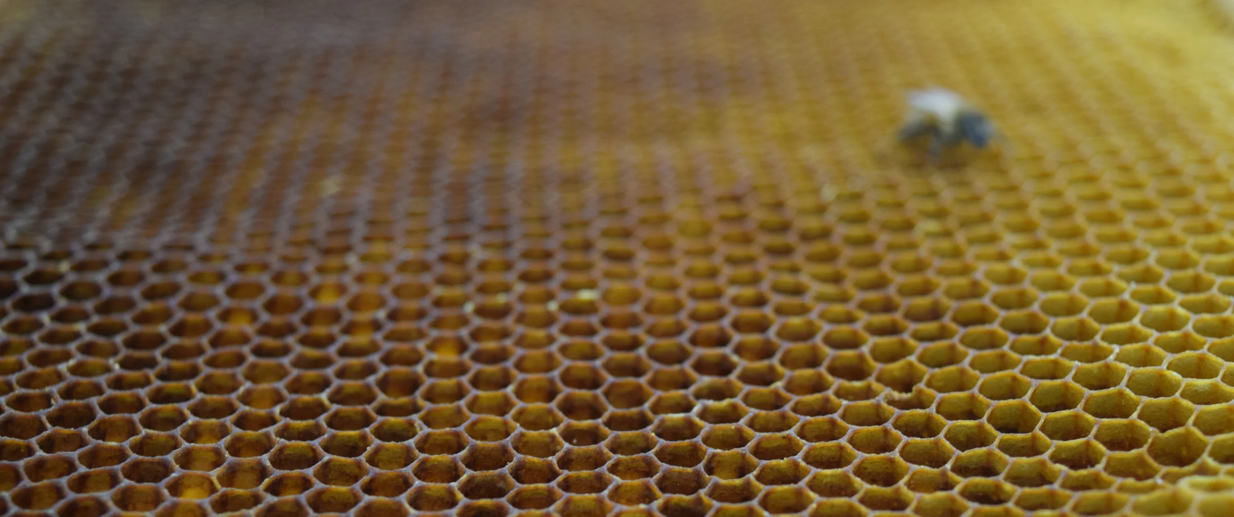  Credit: Sunanda Sharma 