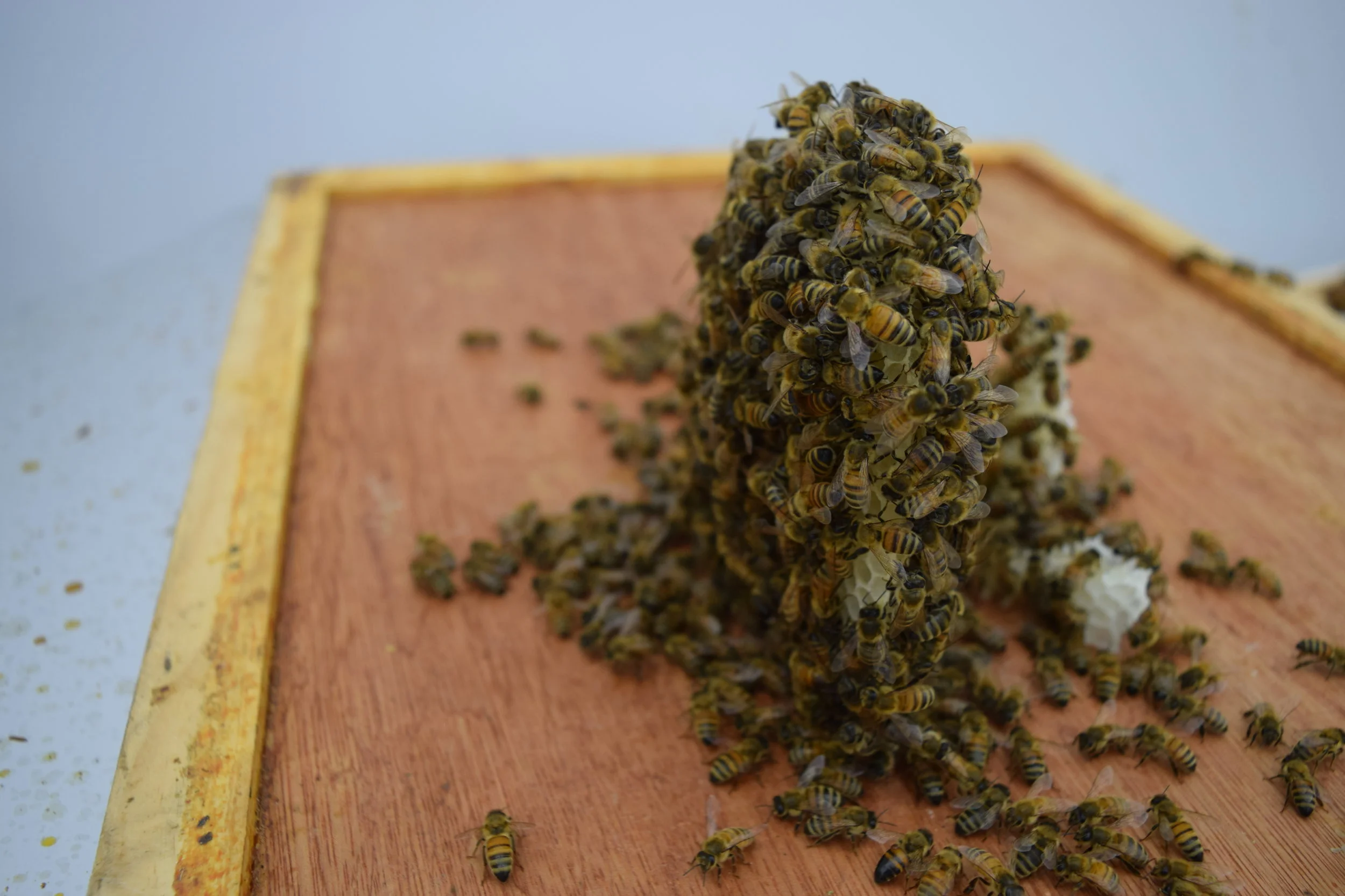  Credit: Sunanda Sharma 