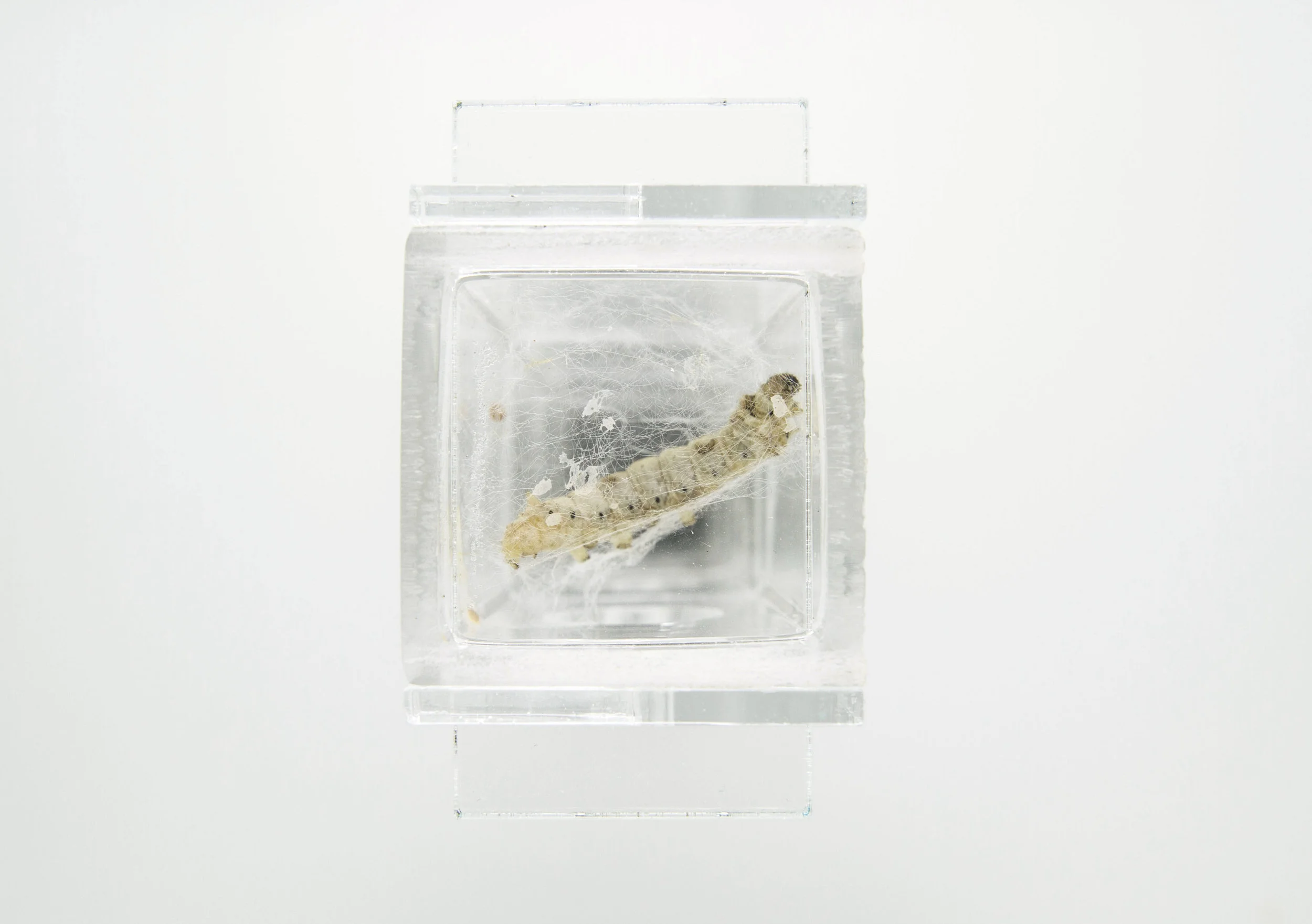  Simultaneously, we study the dynamics of silkworm spinning in a variety of environments - including microgravity. In August 2019, we received an opportunity to conduct microgravity experiments as part of the MIT Space Exploration Initiative and with