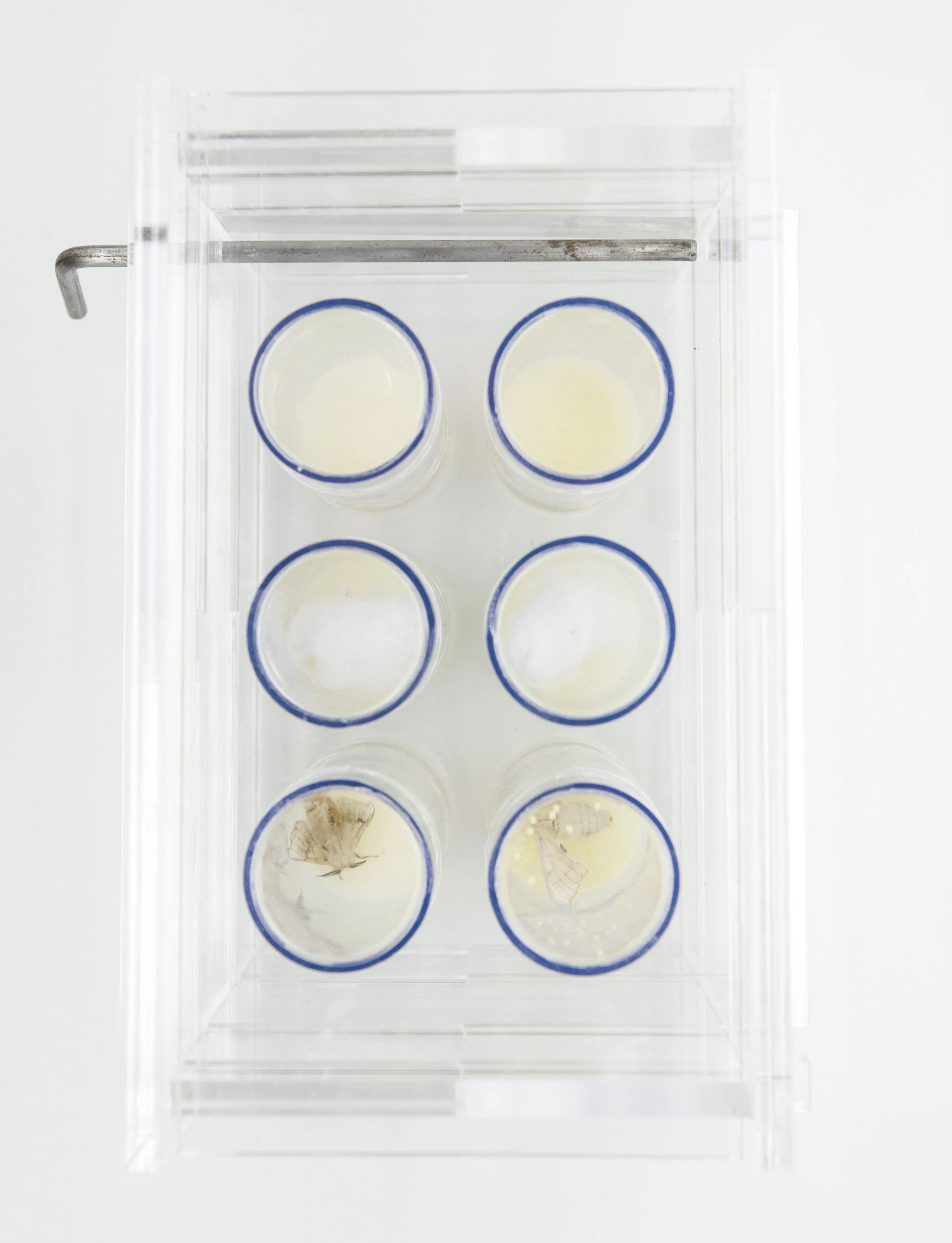  Worms still in their feeding phases were supplied mulberry leaf-based food during the flight. Males and females were both included, in order to increase the potential for a second generation to develop.   Image Credit: Sunanda Sharma and Sara Wilson