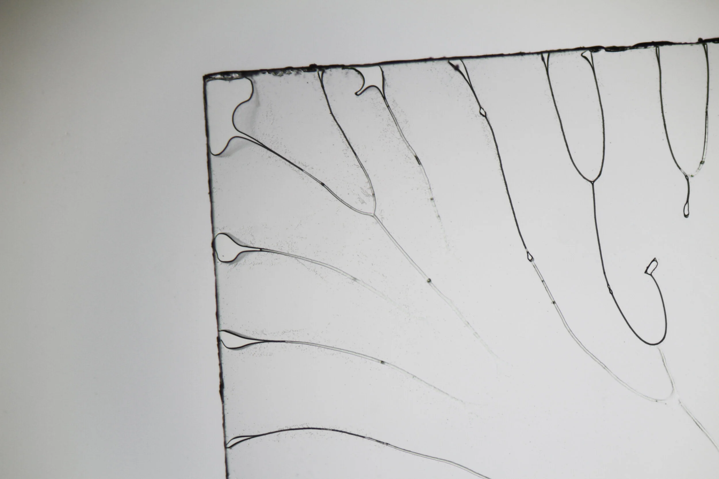  I am currently learning to improve my methods through reading books by Shinya Inoué, Felice Frankel, and others.   Image Credit: Sunanda Sharma 