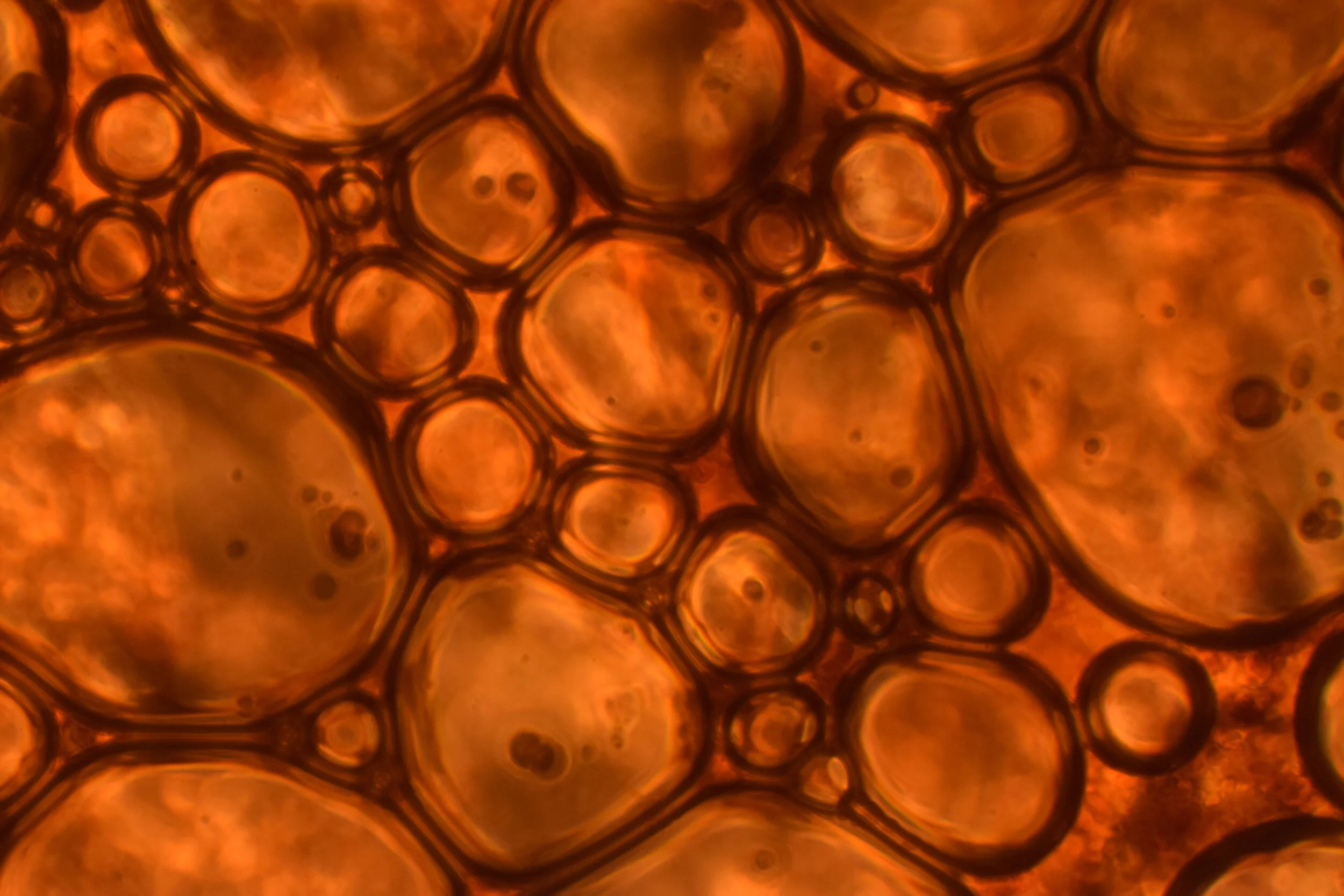  Bubbling formed as the result of a chemical reaction on a slide.   Image Credit: Sunanda Sharma 