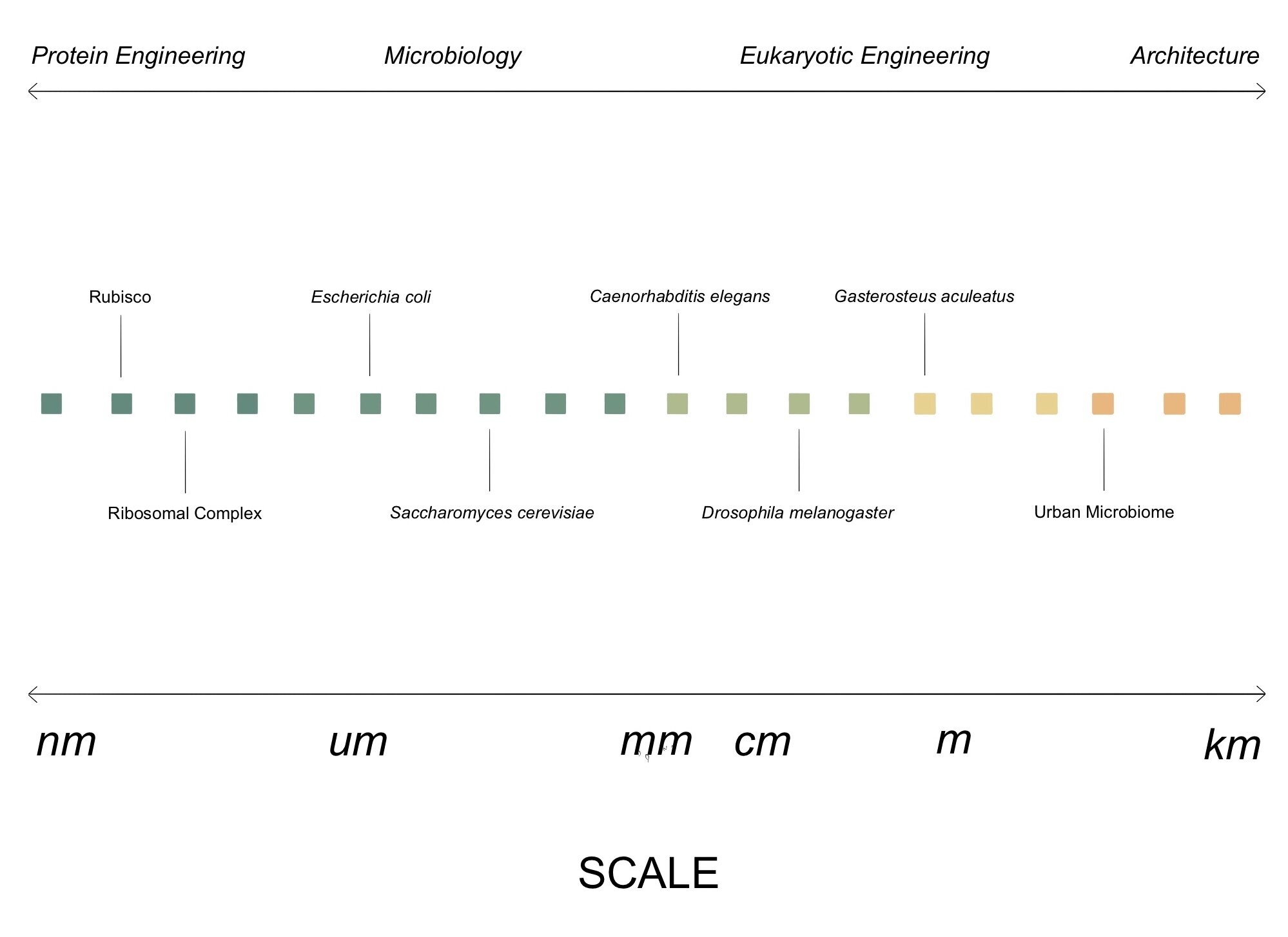 The idea of experimental evolution and evolutionary biology, in general, is surprisingly harmonious with the principles and aims of the field of architecture. This field is concerned with the creation of structures and spaces, usually on a large sca