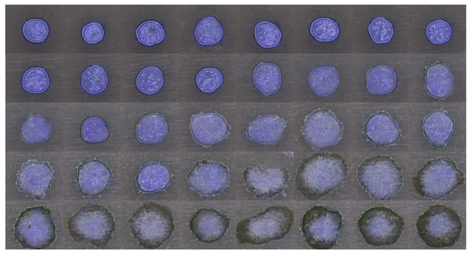  Credit: Sunanda Sharma and Bianca Datta 