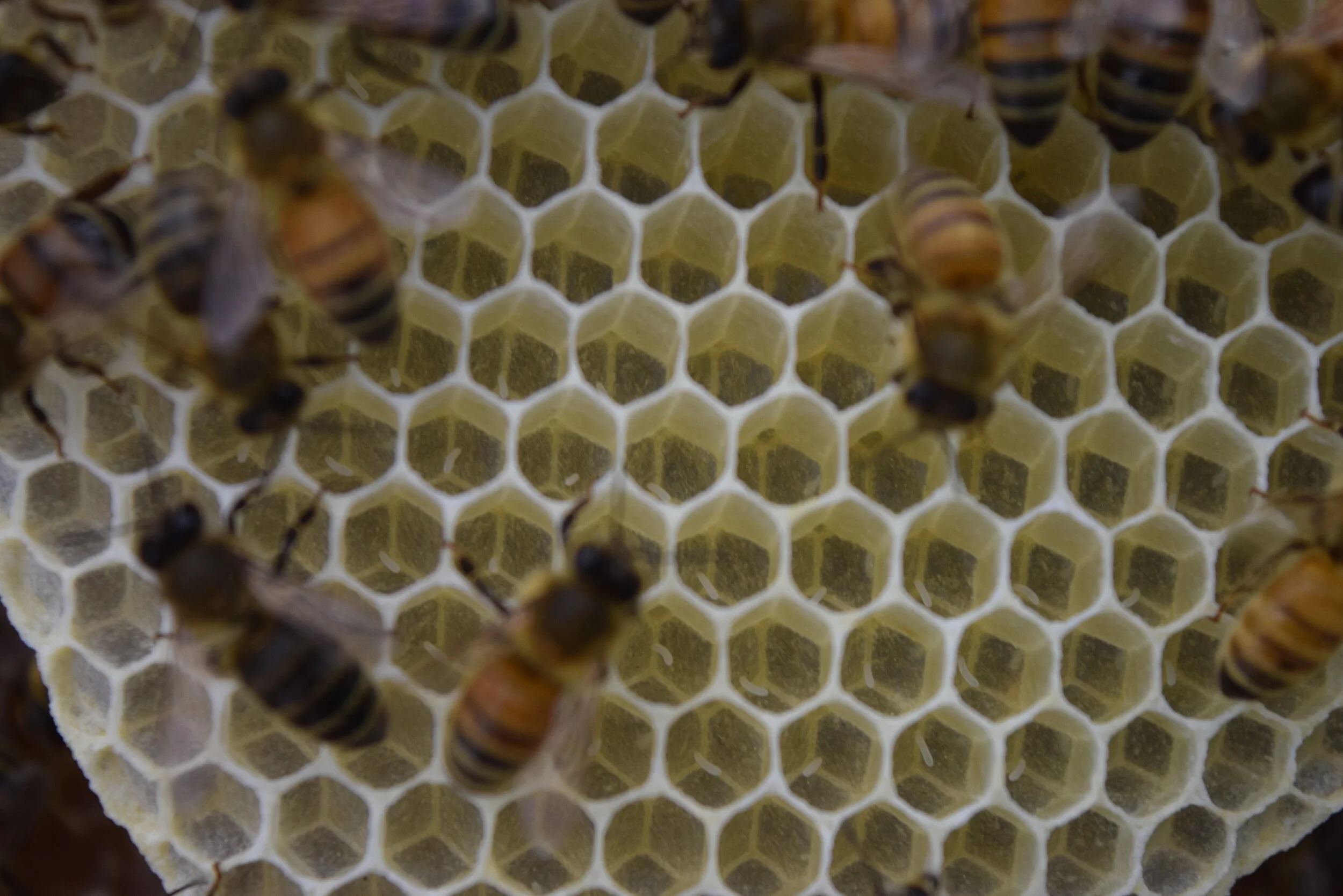  Credit: Sunanda Sharma 