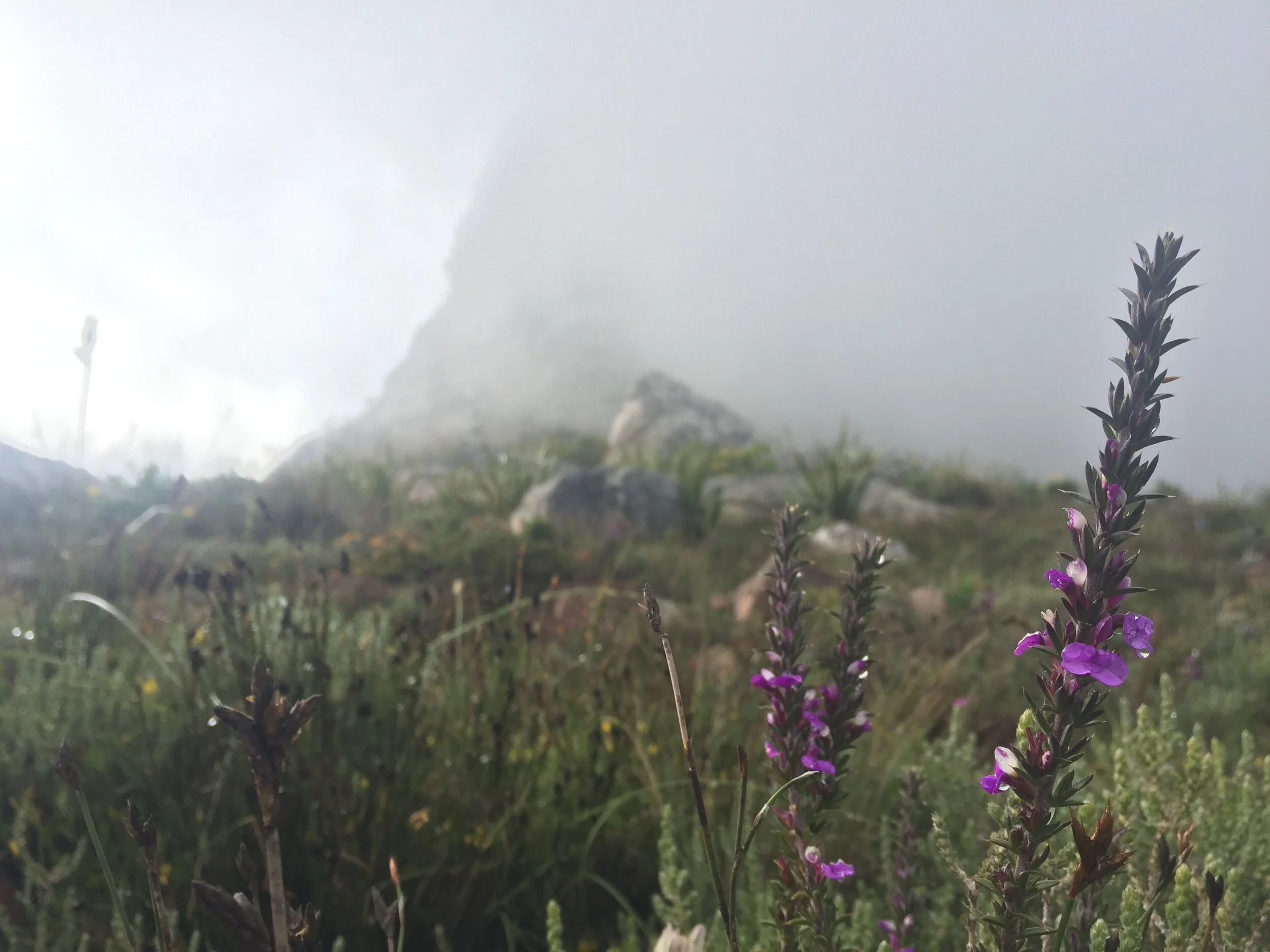  Signal Hill has evolved much in terms of vegetation in recent years, but still has a rare and endemic type of plant known as Renosterveld.  Credit: Sunanda Sharma  Image courtesy of The Mediated Matter Group     